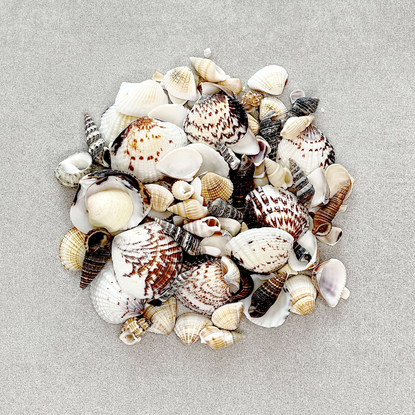 Resin Craft By Me&#x2122; Seashells Inclusions