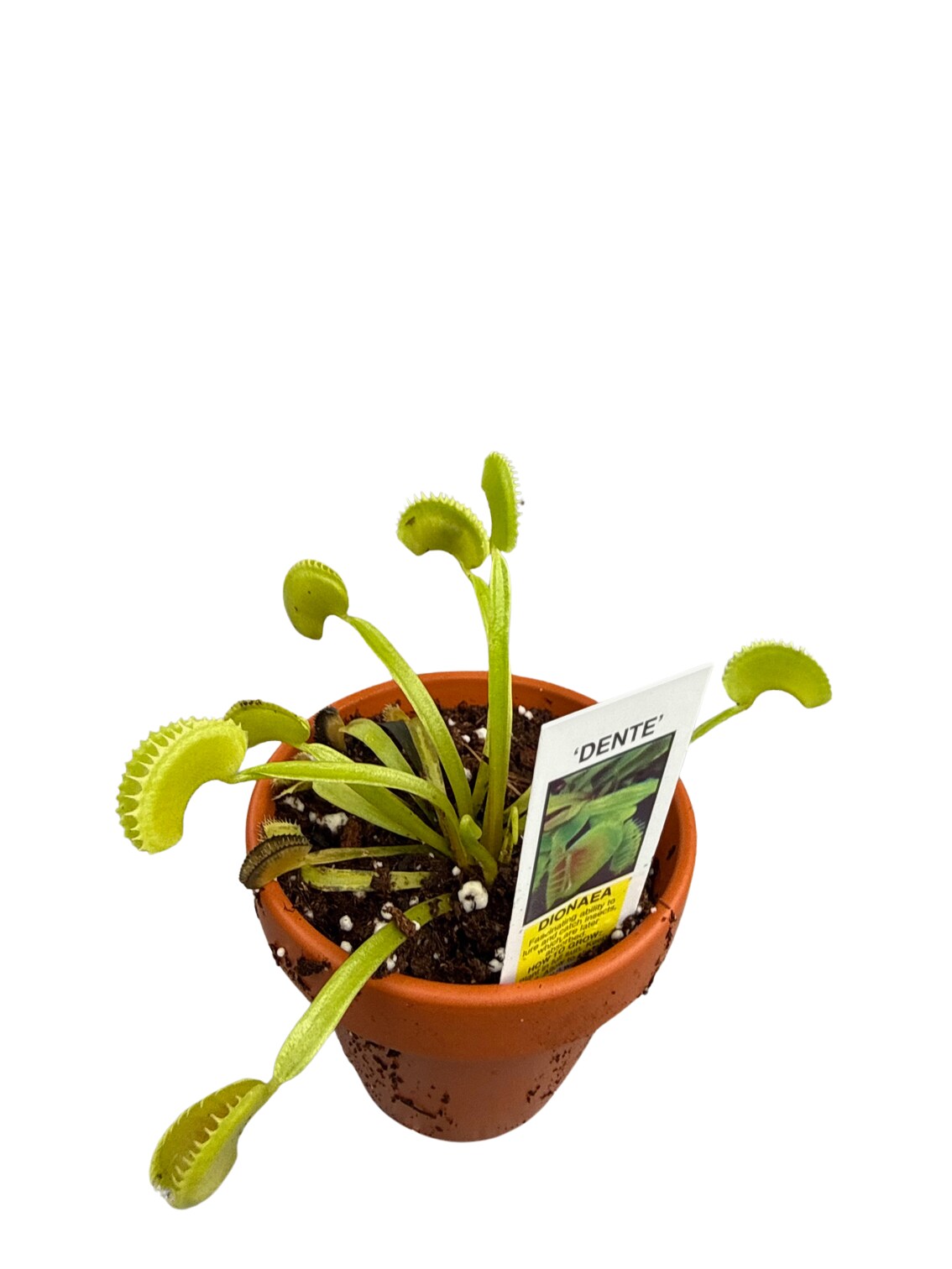 plant pots for window sills Gardener Select® Trough Window Box Planter – Greenhouse Megastore main image 0