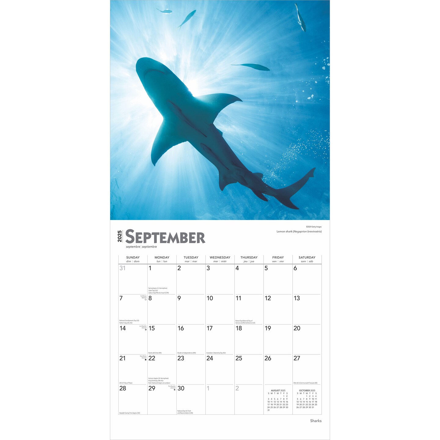 Sharks | 2025 12 x 24 Inch Monthly Square Wall Calendar | Plastic-Free | BrownTrout | Wildlife Marine Animals Fish