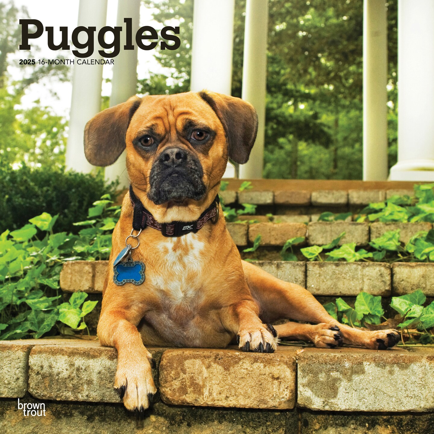 Puggles | 2025 12 x 24 Inch Monthly Square Wall Calendar | Plastic-Free | BrownTrout | Animals Mixed Dog Breeds