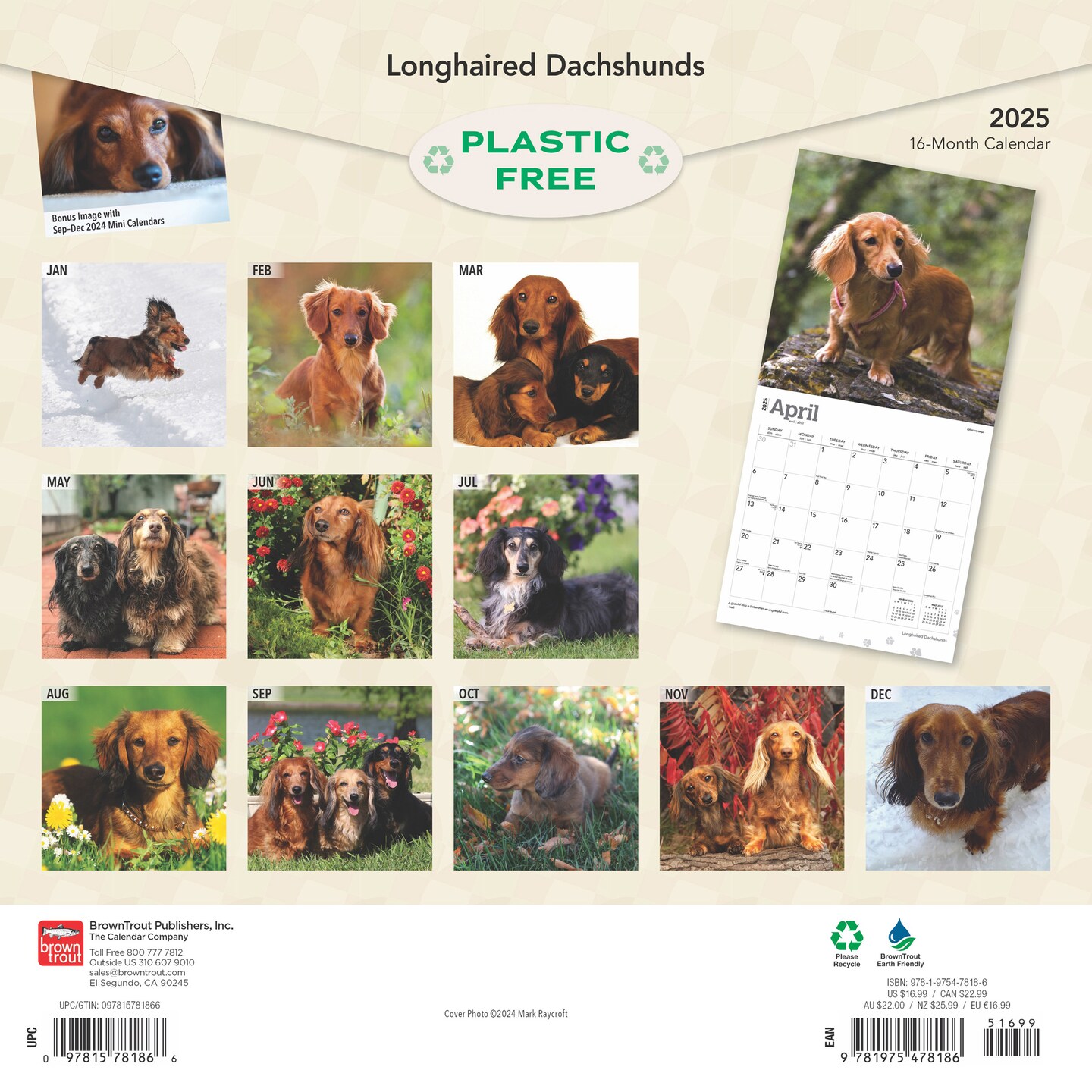 Longhaired Dachshunds | 2025 12 x 24 Inch Monthly Square Wall Calendar | Plastic-Free | BrownTrout | Animals Small Dog Breeds