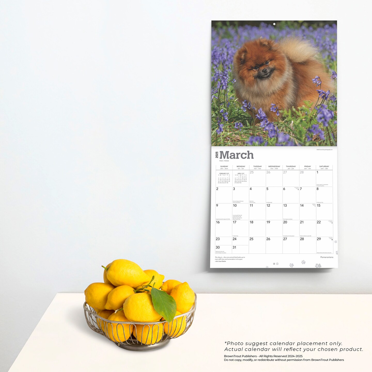 Pomeranians | 2025 12 x 24 Inch Monthly Square Wall Calendar | Plastic-Free | BrownTrout | Animals Small Dog Breeds