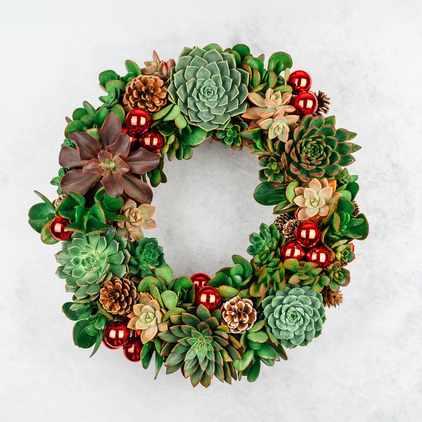 Christmas Succulent Wreath with Living Green and Red Plants, Ornaments, and Pine Cones