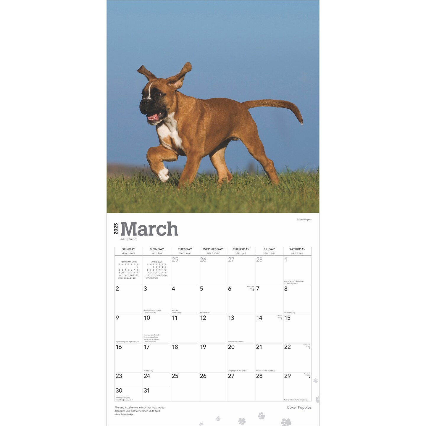 Boxer Puppies | 2025 12 x 24 Inch Monthly Square Wall Calendar | Plastic-Free | BrownTrout | Animals Dog Breeds Puppy