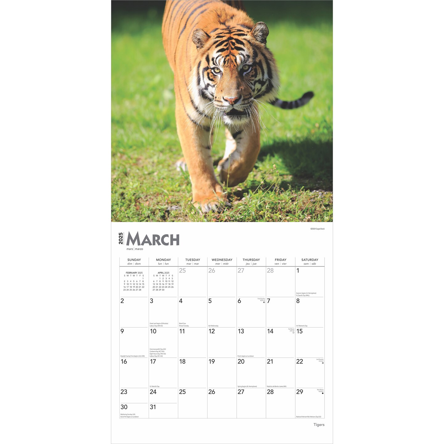 Tigers | 2025 12 x 24 Inch Monthly Square Wall Calendar | Plastic-Free | BrownTrout | Wildlife Zoo Animals