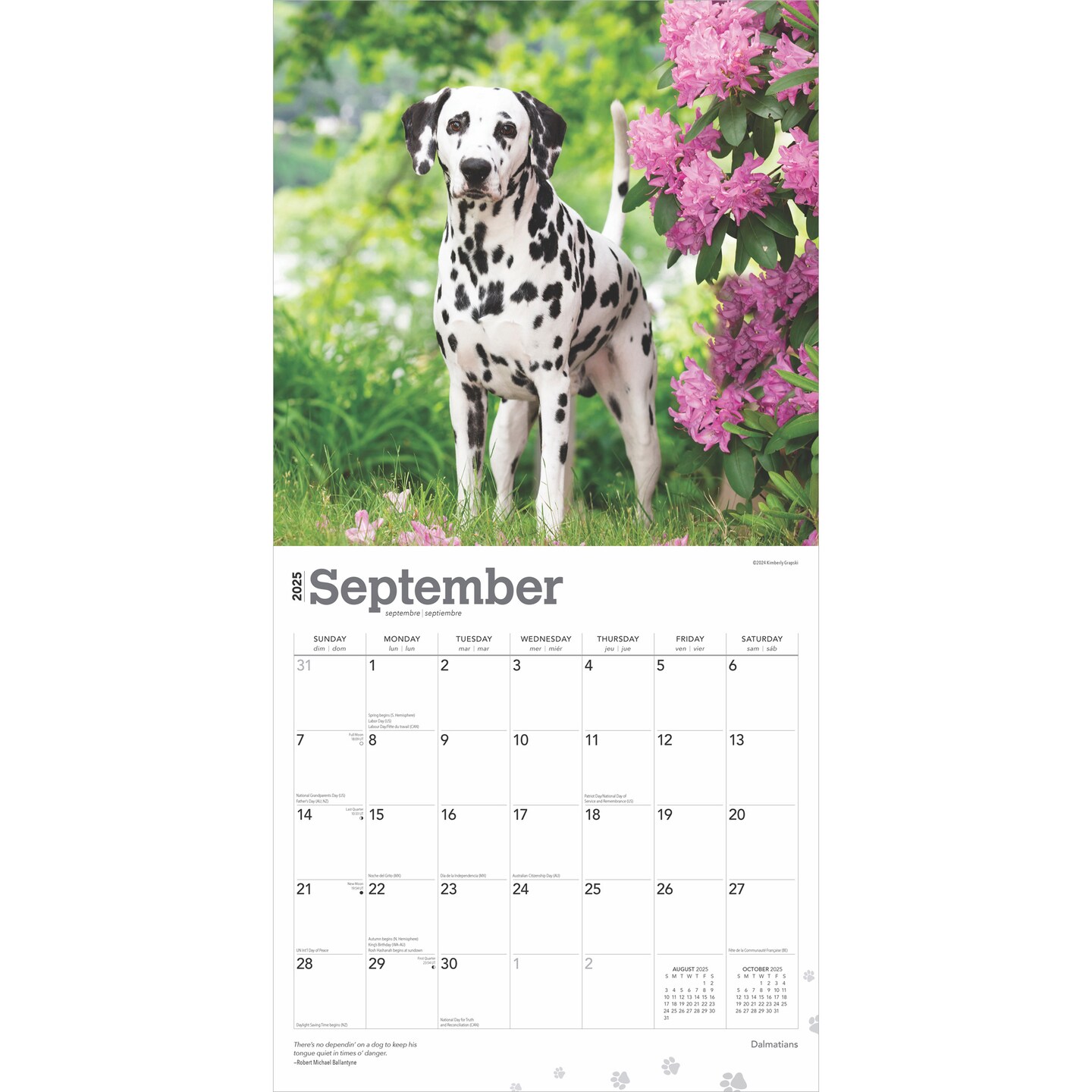 Dalmatians | 2025 12 x 24 Inch Monthly Square Wall Calendar | Plastic-Free | BrownTrout | Animals Dog Breeds