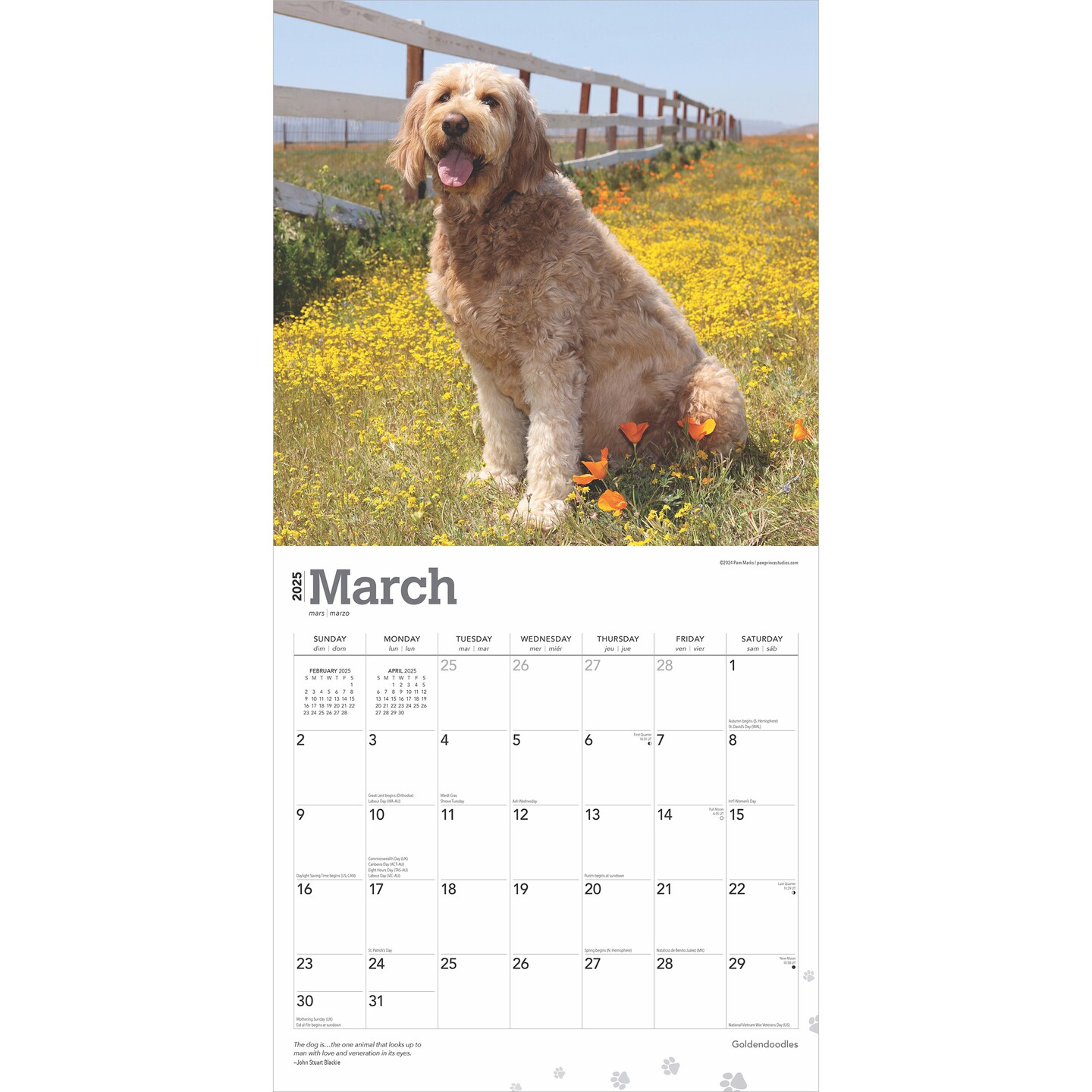 Goldendoodles | 2025 12 x 24 Inch Monthly Square Wall Calendar | Plastic-Free | BrownTrout | Animals Mixed Dog Breeds