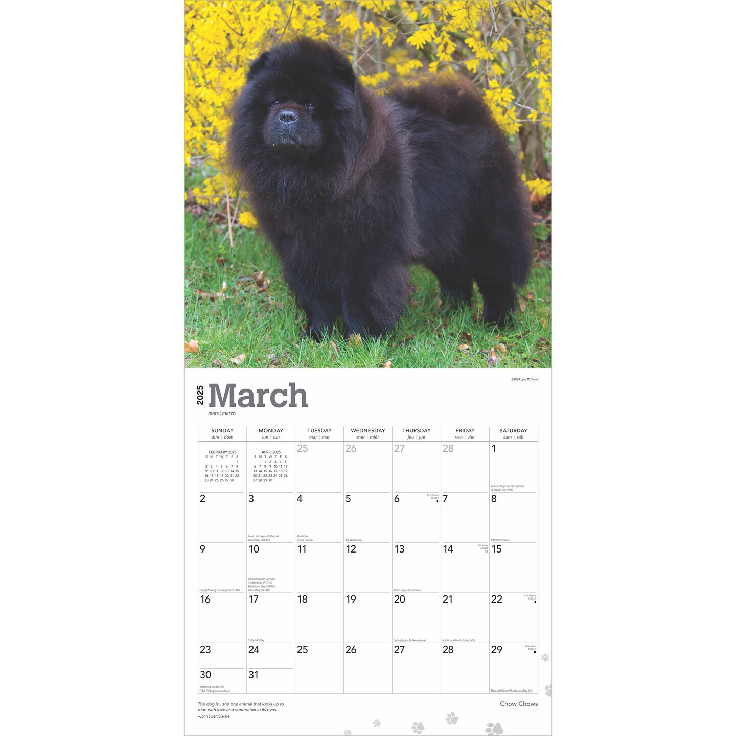 Chow Chows | 2025 12 x 24 Inch Monthly Square Wall Calendar | Plastic-Free | BrownTrout | Animals Dog Breeds