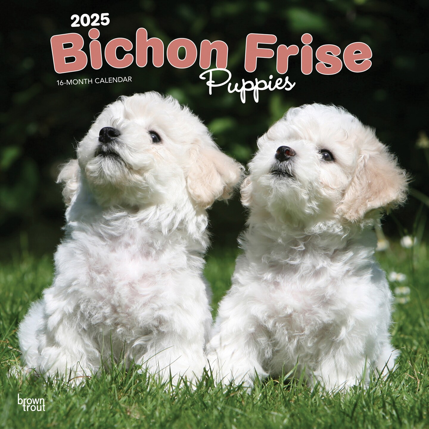 Bichon Frise Puppies | 2025 12 x 24 Inch Monthly Square Wall Calendar | Plastic-Free | BrownTrout | Animals Dog Breeds Puppy