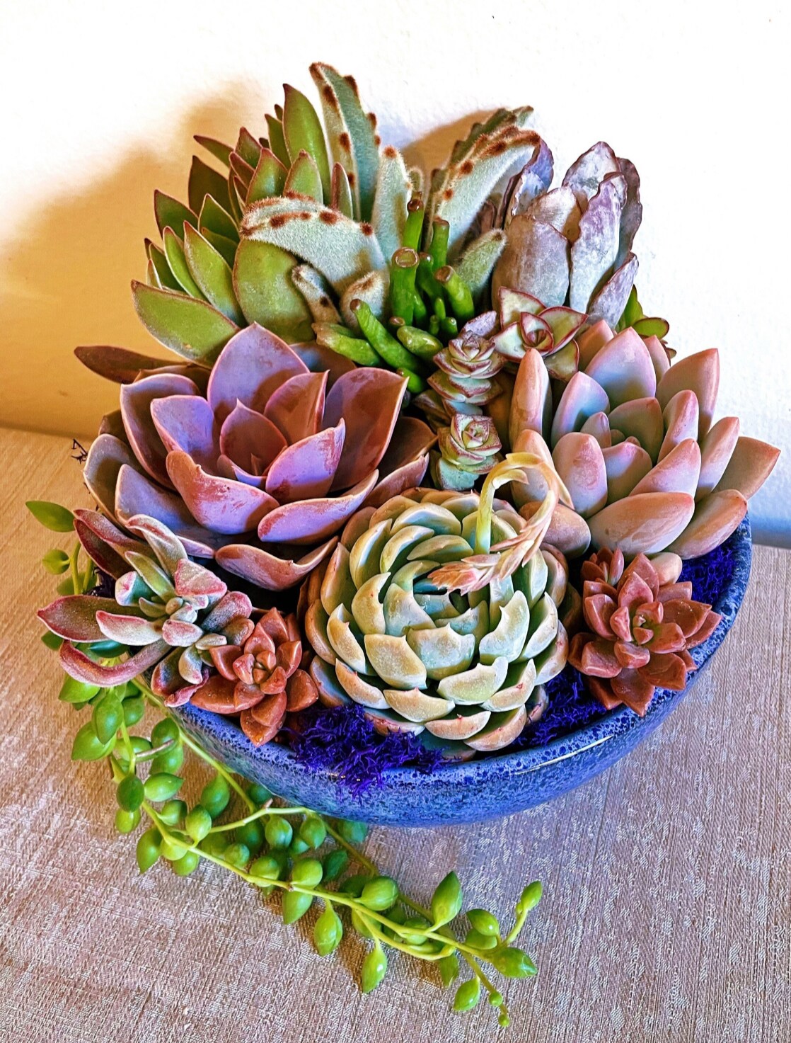 Zen garden succulent arrangement in 8 inch ceramic bowl | MakerPlace by  Michaels