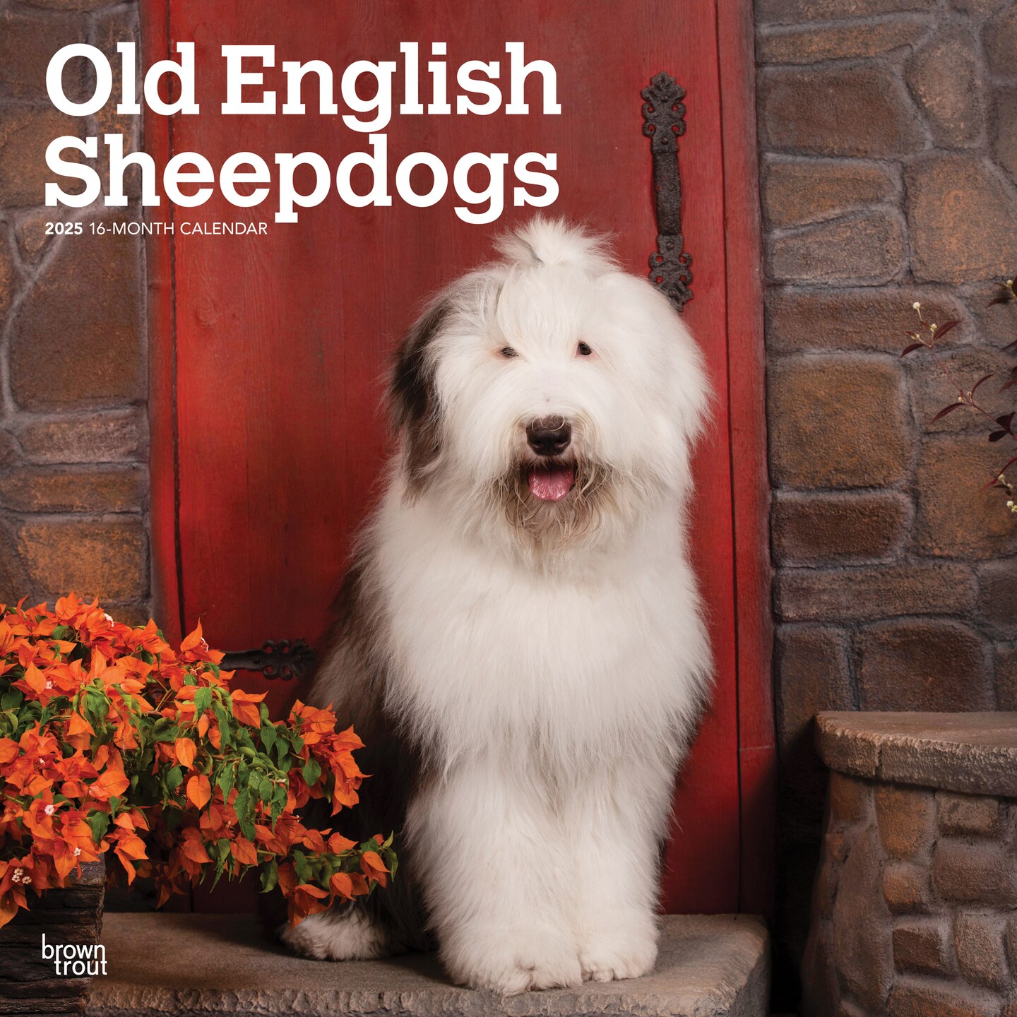 Old English Sheepdogs | 2025 12 x 24 Inch Monthly Square Wall Calendar | Plastic-Free | BrownTrout | Animals Dog Breeds