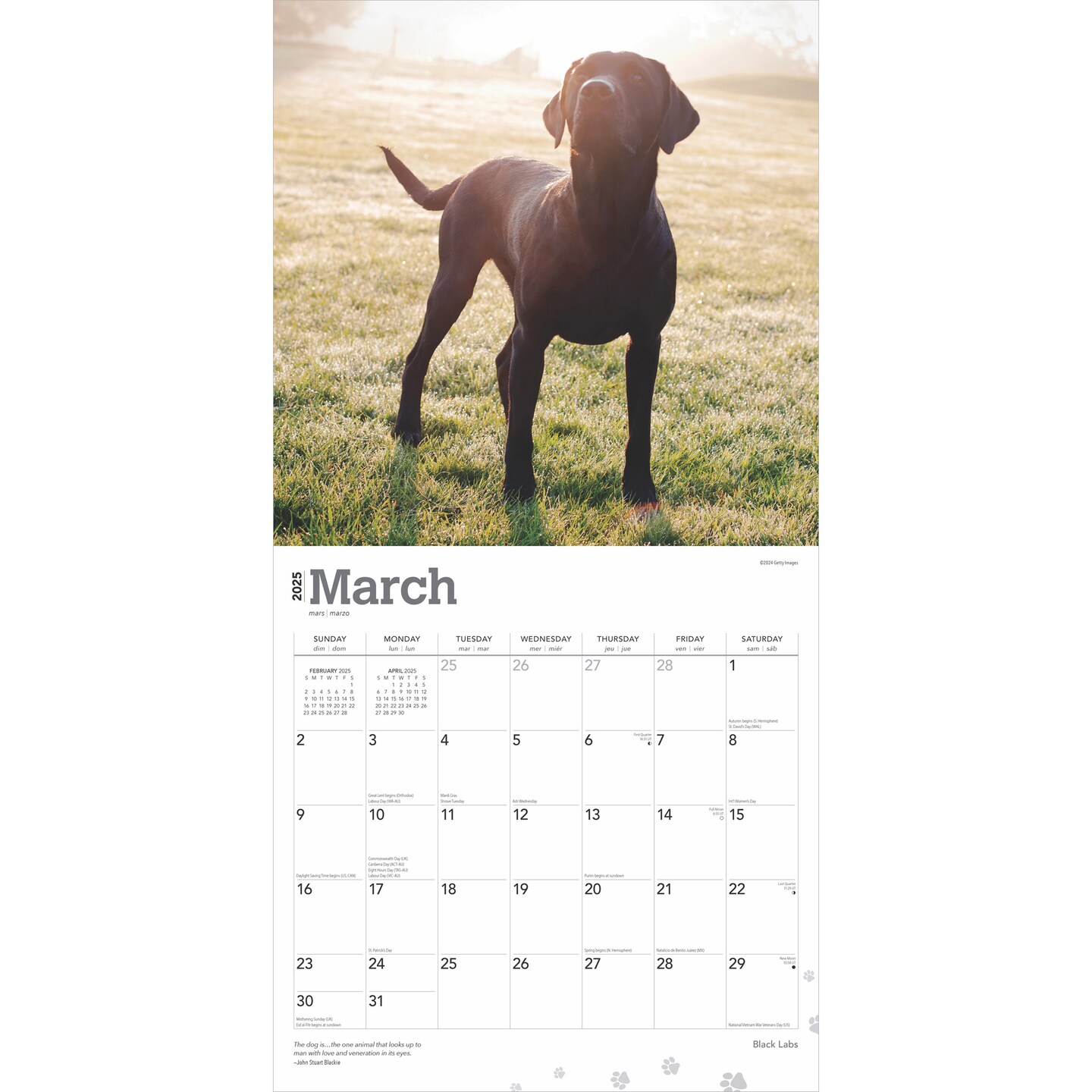 Black Labrador Retrievers | 2025 12 x 24 Inch Monthly Square Wall Calendar | Plastic-Free | BrownTrout | Animals Dog Breeds