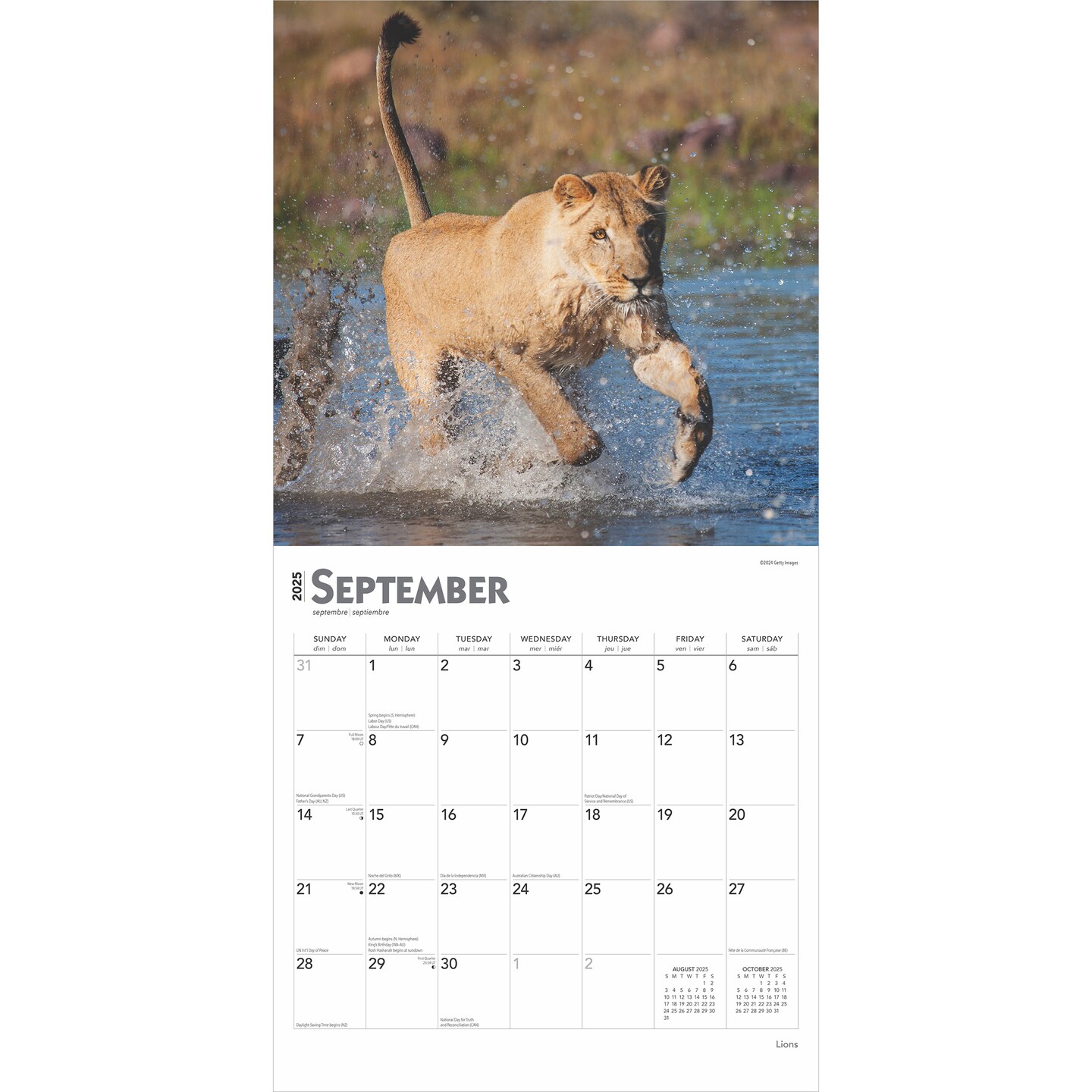 Lions | 2025 12 x 24 Inch Monthly Square Wall Calendar | Plastic-Free | BrownTrout | Animals Wildlife