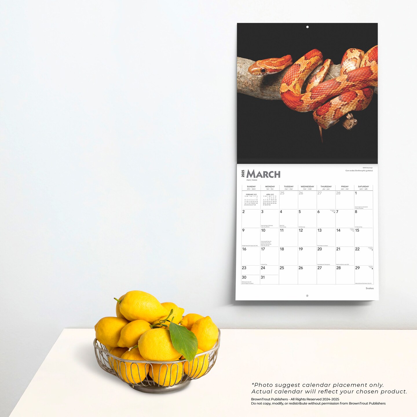 Snakes | 2025 12 x 24 Inch Monthly Square Wall Calendar | Plastic-Free | BrownTrout | Animals Nature Wildlife