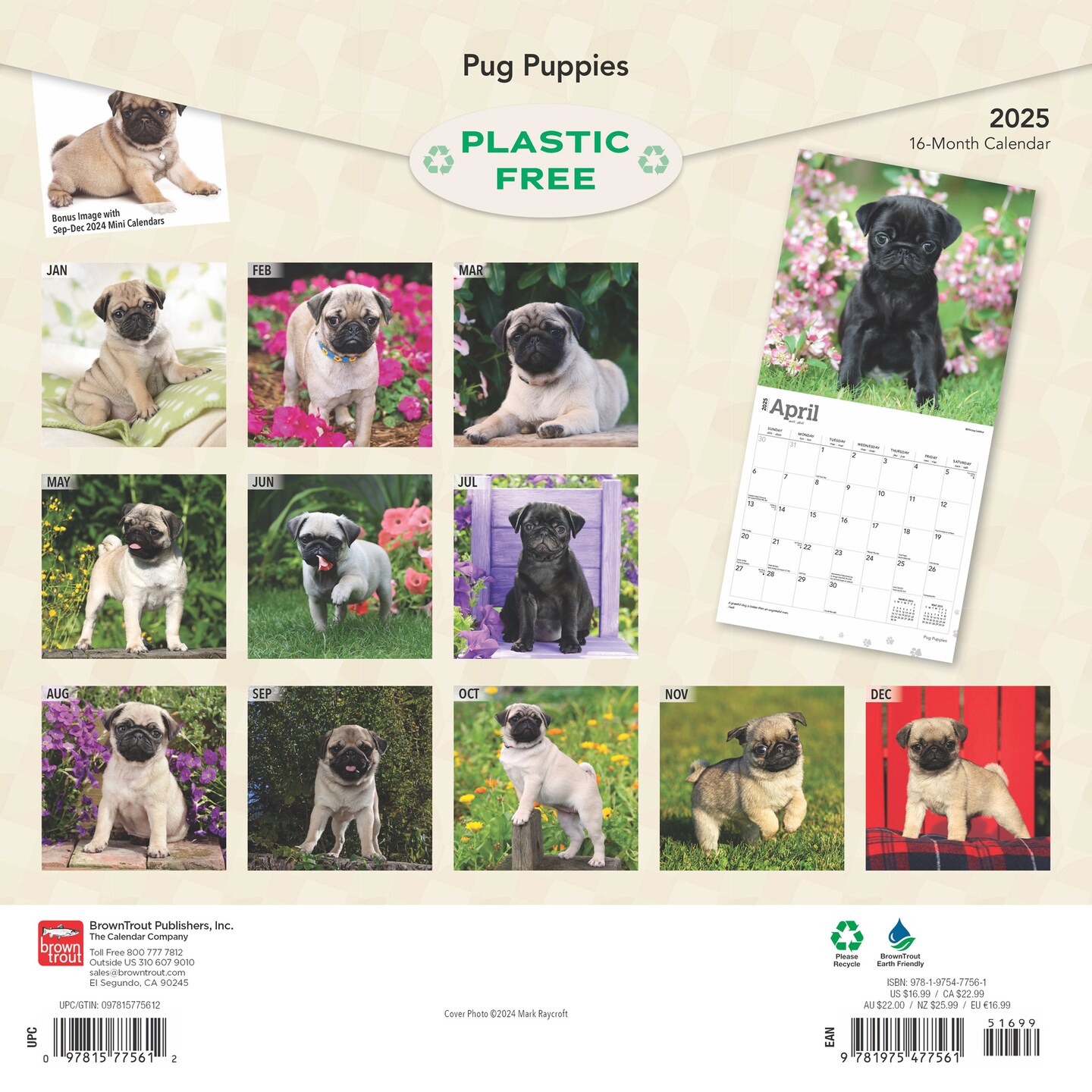 Pug Puppies | 2025 12 x 24 Inch Monthly Square Wall Calendar | Plastic-Free | BrownTrout | Animals Dog Breeds Puppy
