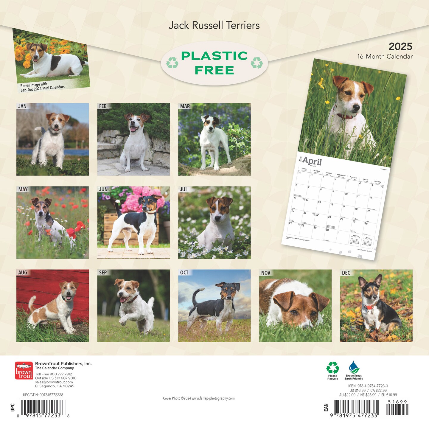 Jack Russell Terriers | 2025 12 x 24 Inch Monthly Square Wall Calendar | Plastic-Free | BrownTrout | Animals Dog Breeds