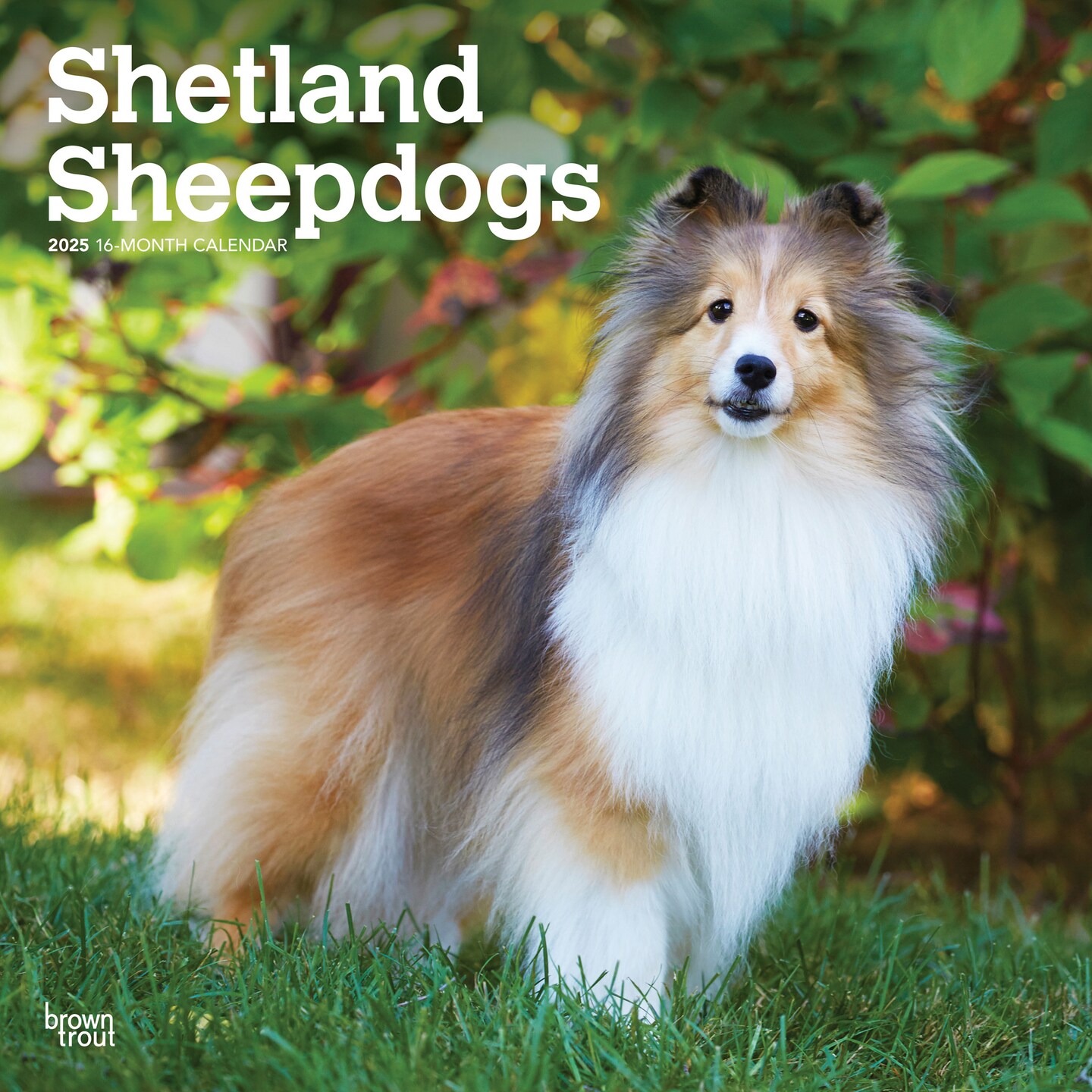 Shetland Sheepdogs | 2025 12 x 24 Inch Monthly Square Wall Calendar | Plastic-Free | BrownTrout | Animals Dog Breeds