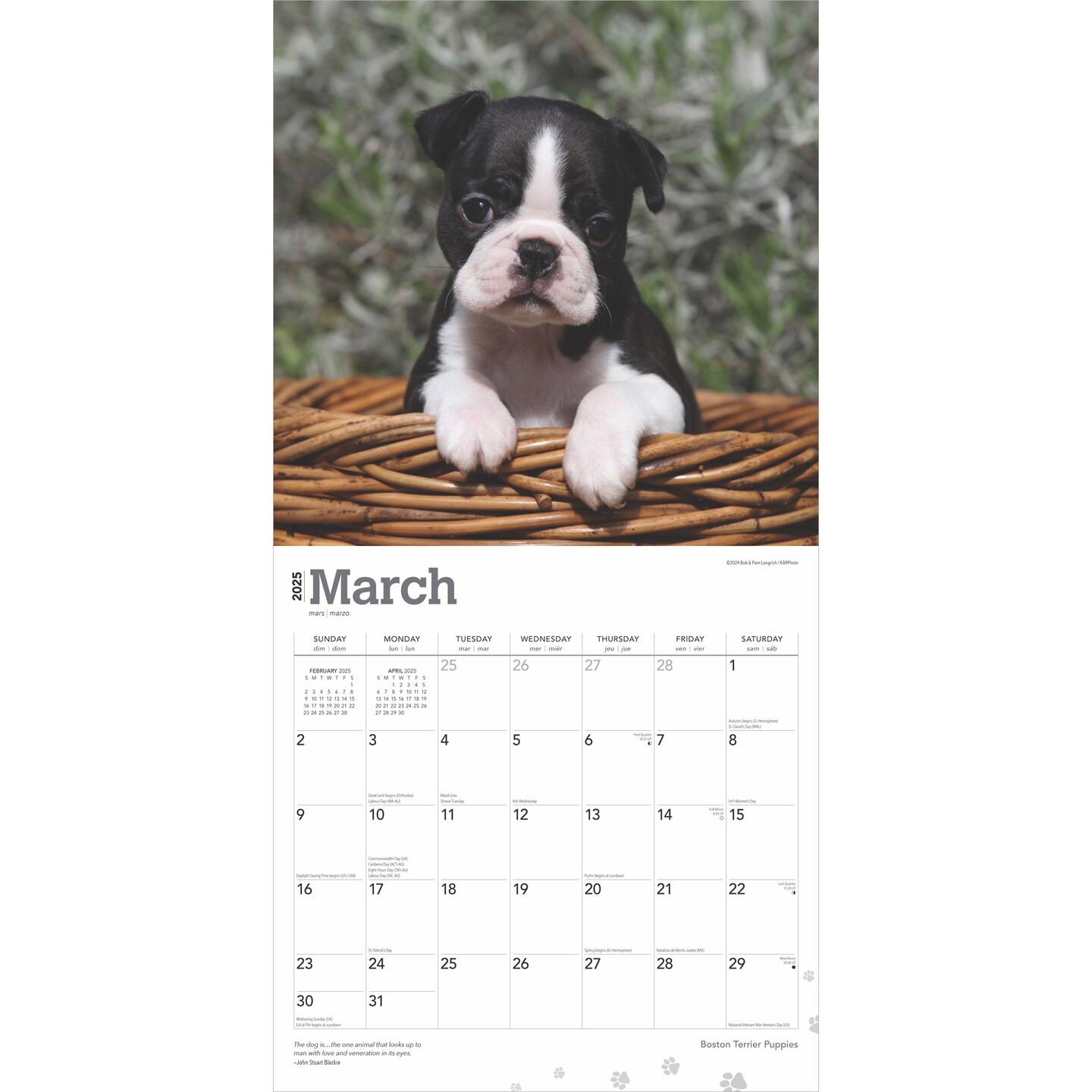 Boston Terrier Puppies | 2025 12 x 24 Inch Monthly Square Wall Calendar | Plastic-Free | BrownTrout | Animals Dog Breeds Puppy