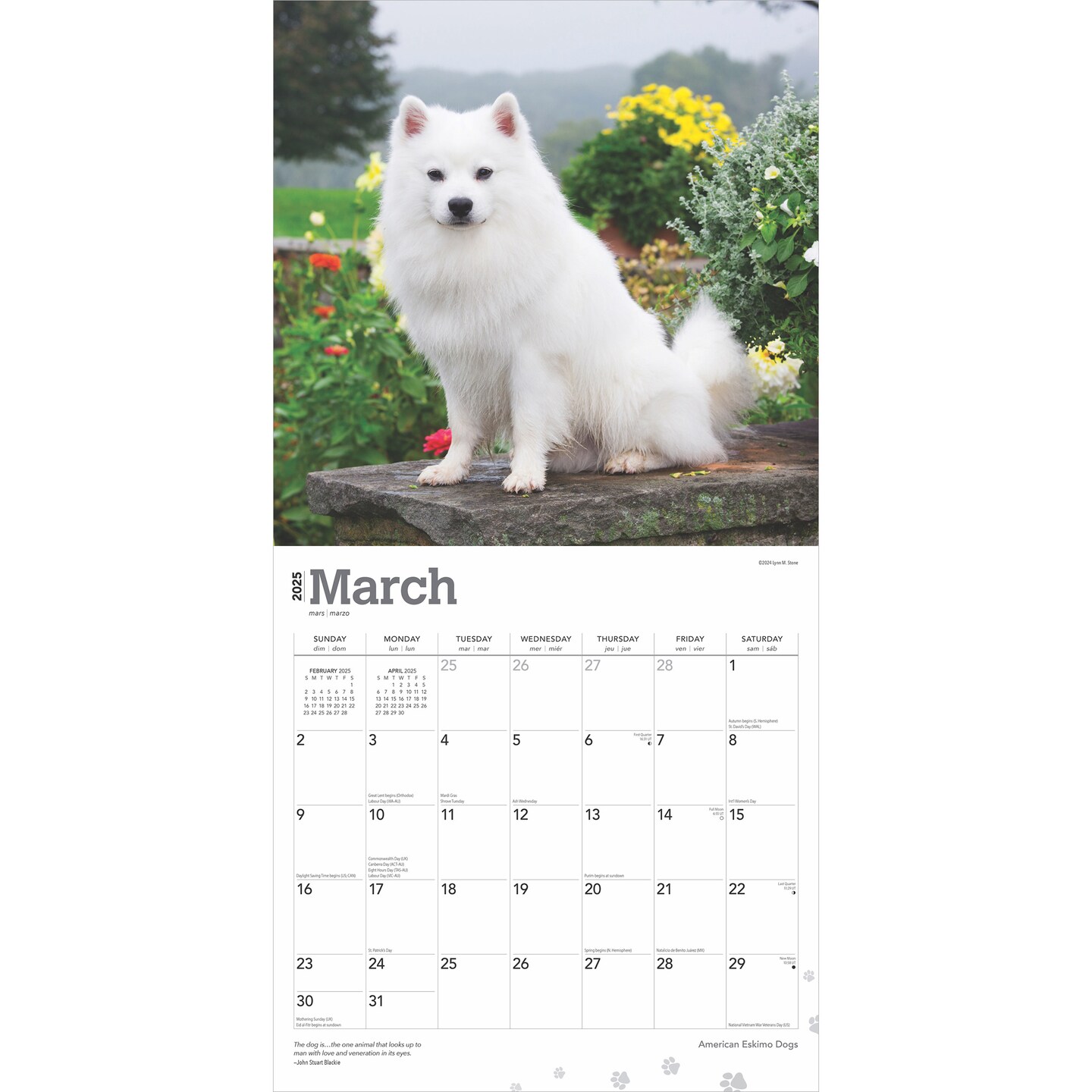 American Eskimo Dogs | 2025 12 x 24 Inch Monthly Square Wall Calendar | Plastic-Free | BrownTrout | Animals Dog Breeds