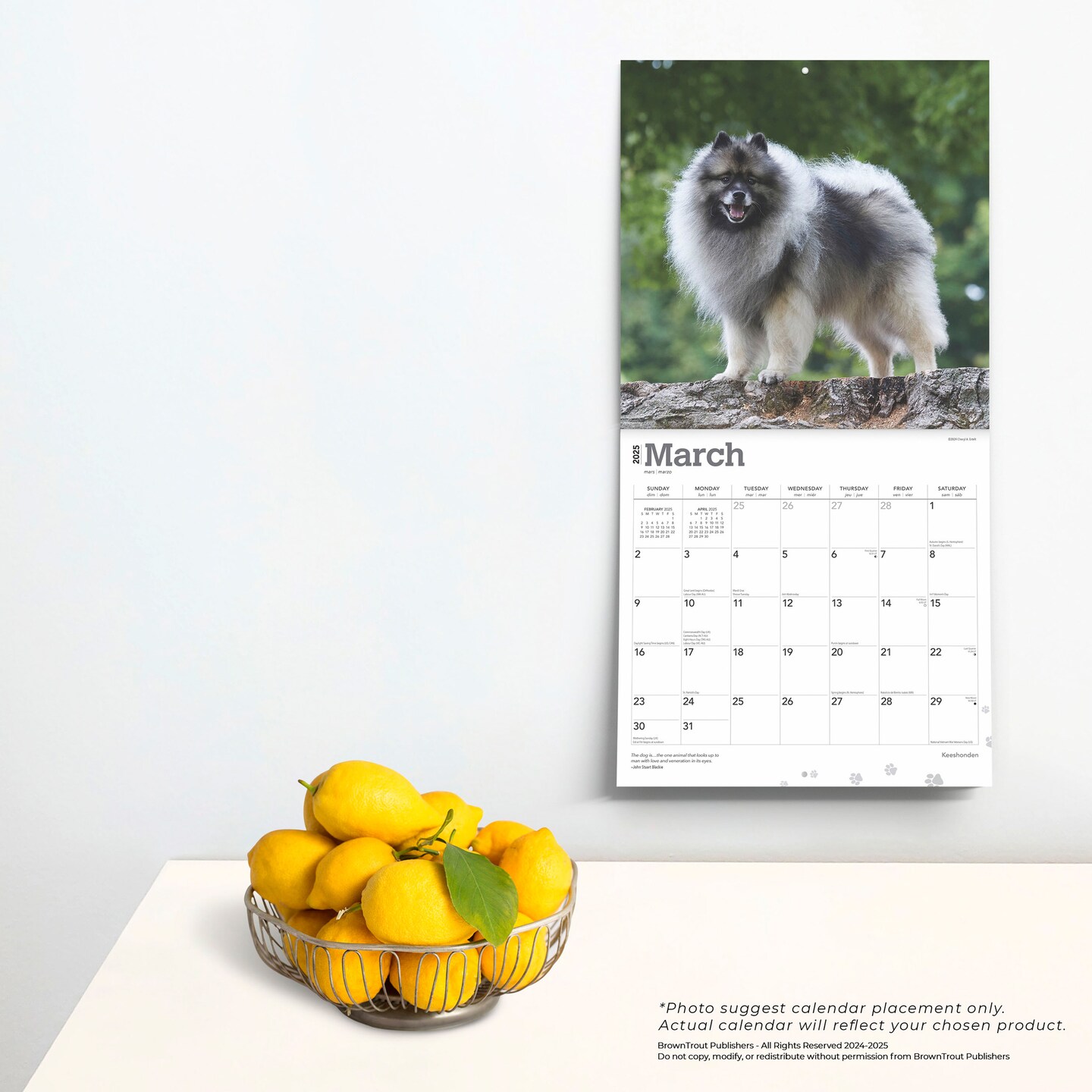 Keeshonden | 2025 12 x 24 Inch Monthly Square Wall Calendar | Plastic-Free | BrownTrout | Animals Dog Breeds