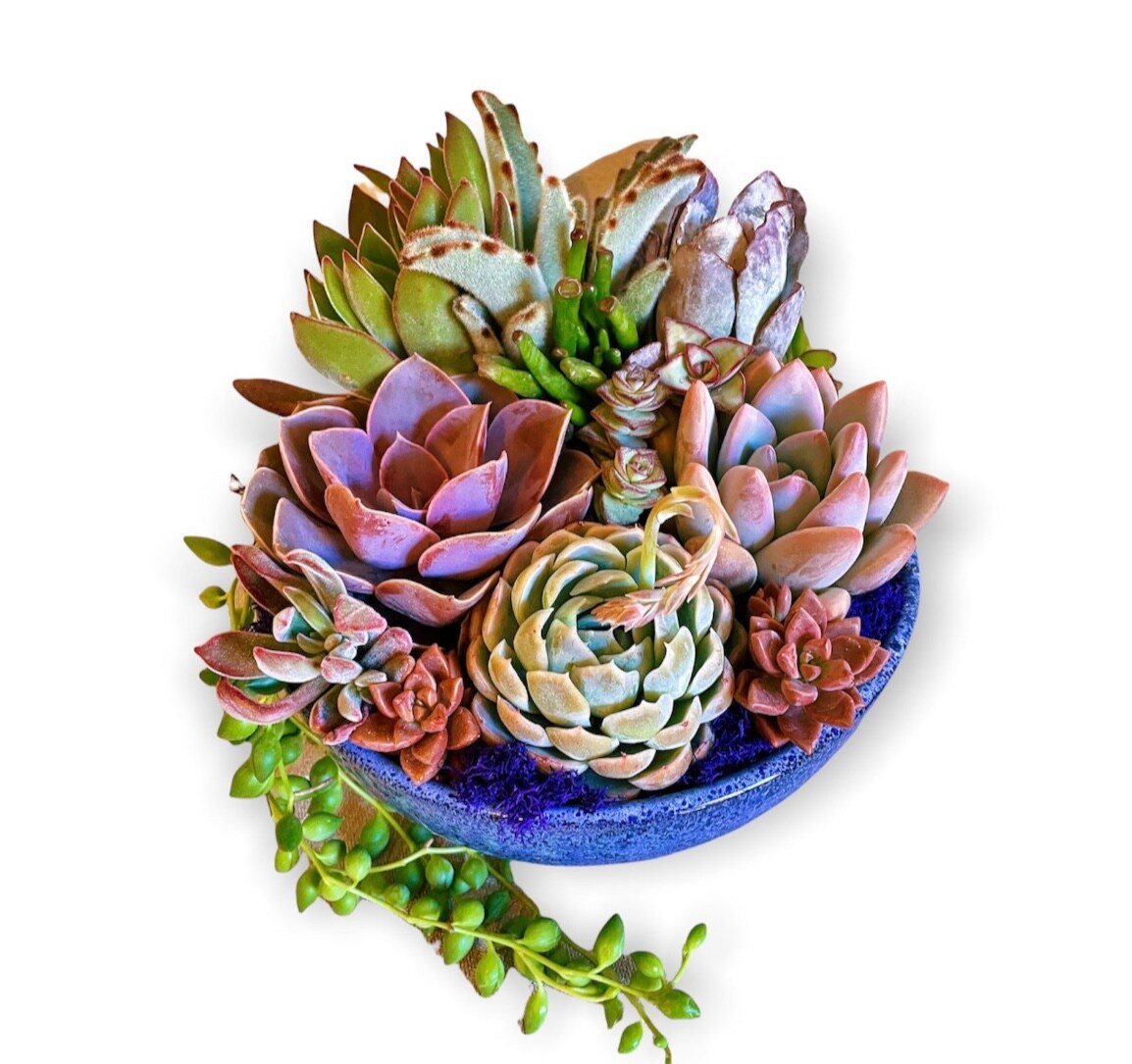 Zen garden succulent arrangement in 8 inch ceramic bowl | MakerPlace by  Michaels