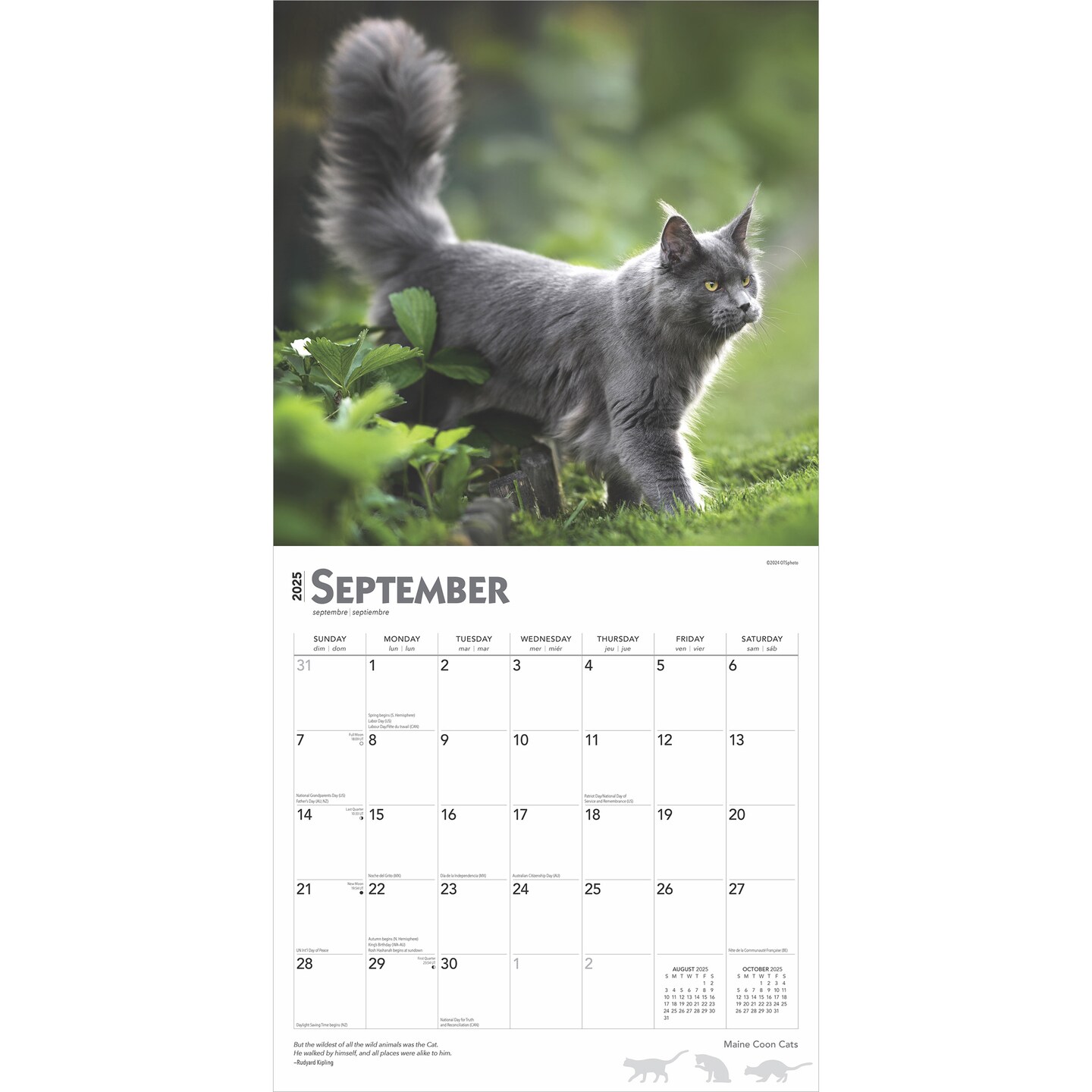 Maine Coon Cats | 2025 12 x 24 Inch Monthly Square Wall Calendar | Plastic-Free | BrownTrout | Animals Feline Kittens