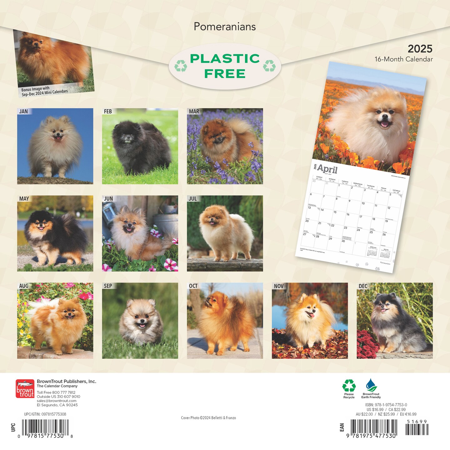 Pomeranians | 2025 12 x 24 Inch Monthly Square Wall Calendar | Plastic-Free | BrownTrout | Animals Small Dog Breeds
