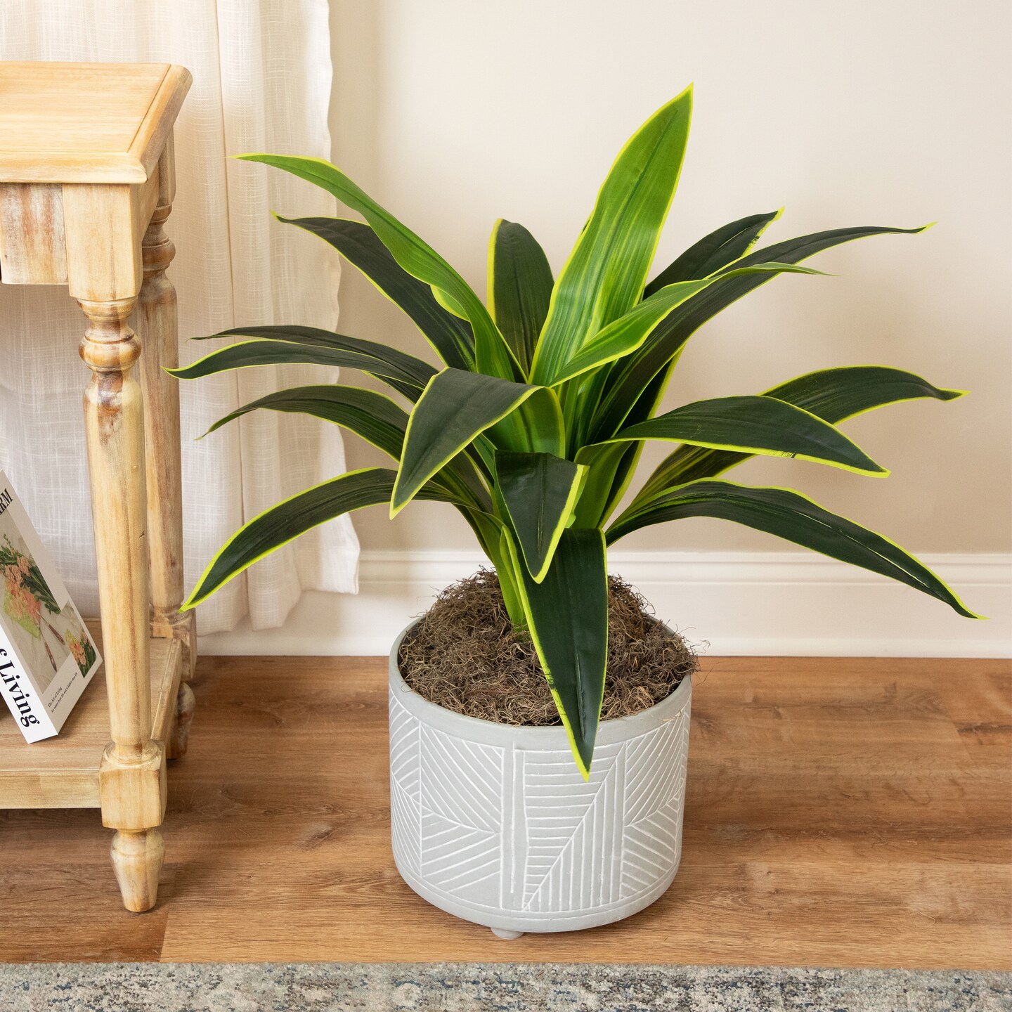 glücksfeder pflanze Glücksfeder - Zamioculcas zamiifolia main image 1
