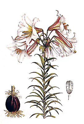 Lilium Regale by Lilian Snelling Wall Art Décor 20 x 14 Art Print