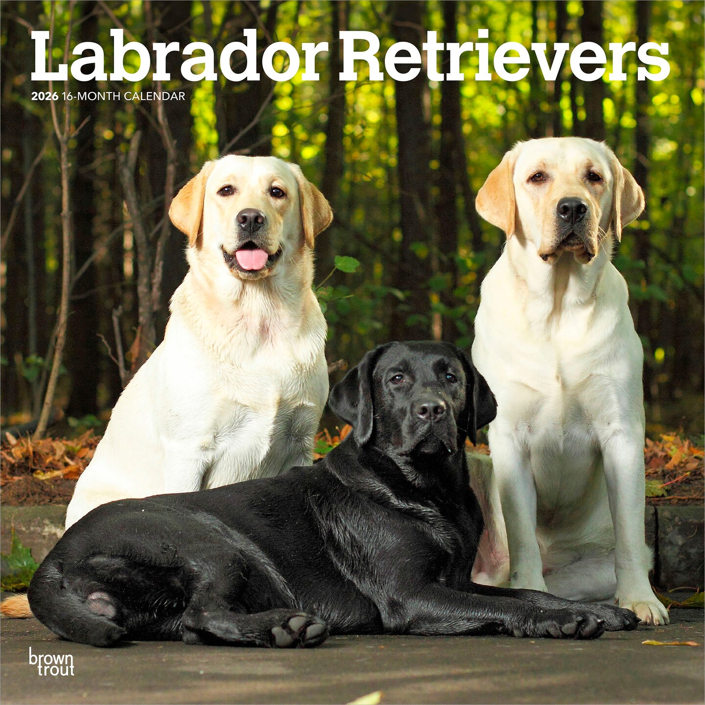 Labrador Retrievers | 2026 12 x 24 Inch (Hanging) Monthly Square Wall Calendar | Plastic-Free