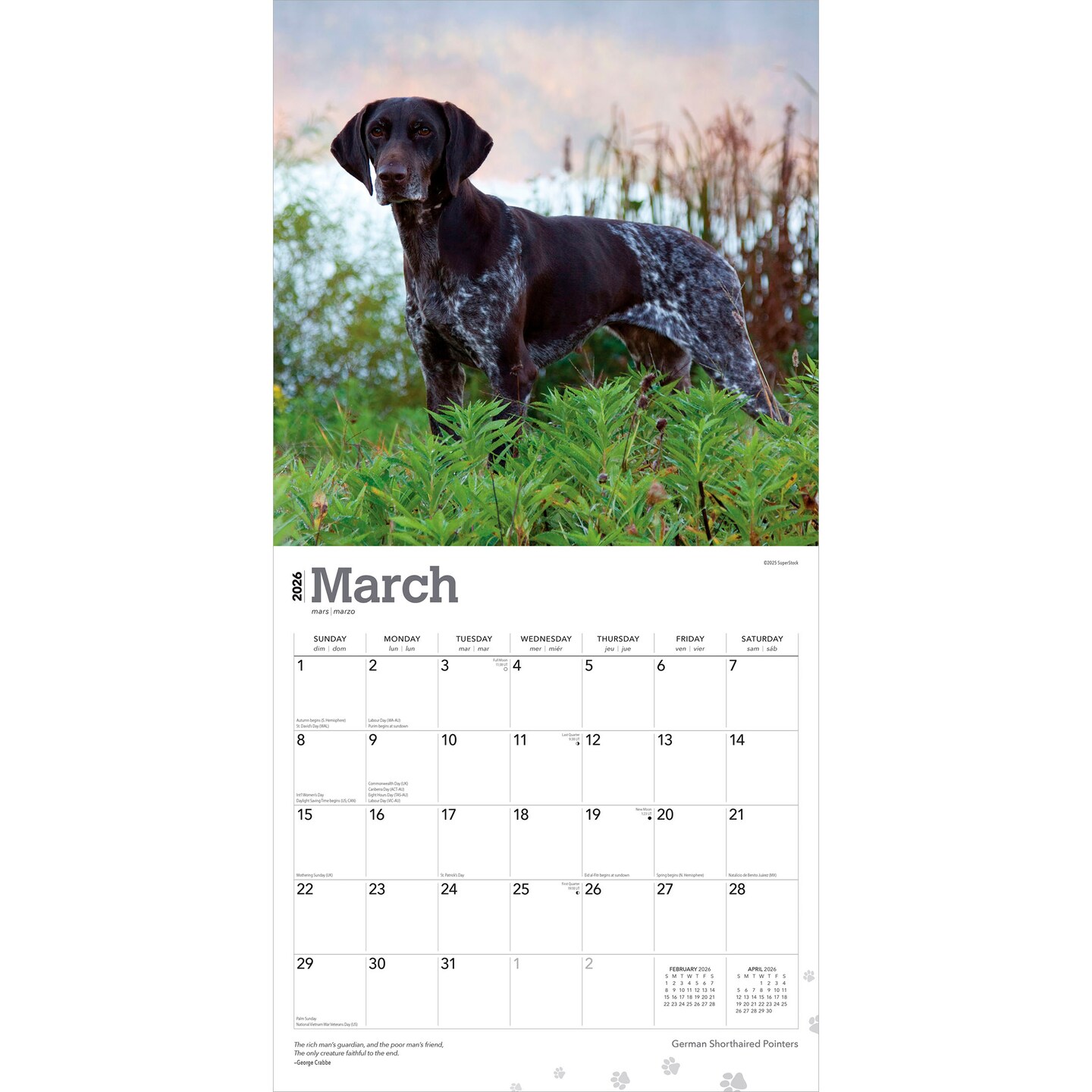 German Shorthaired Pointers | 2026 12 x 24 Inch (Hanging) Monthly Square Wall Calendar | Plastic-Free
