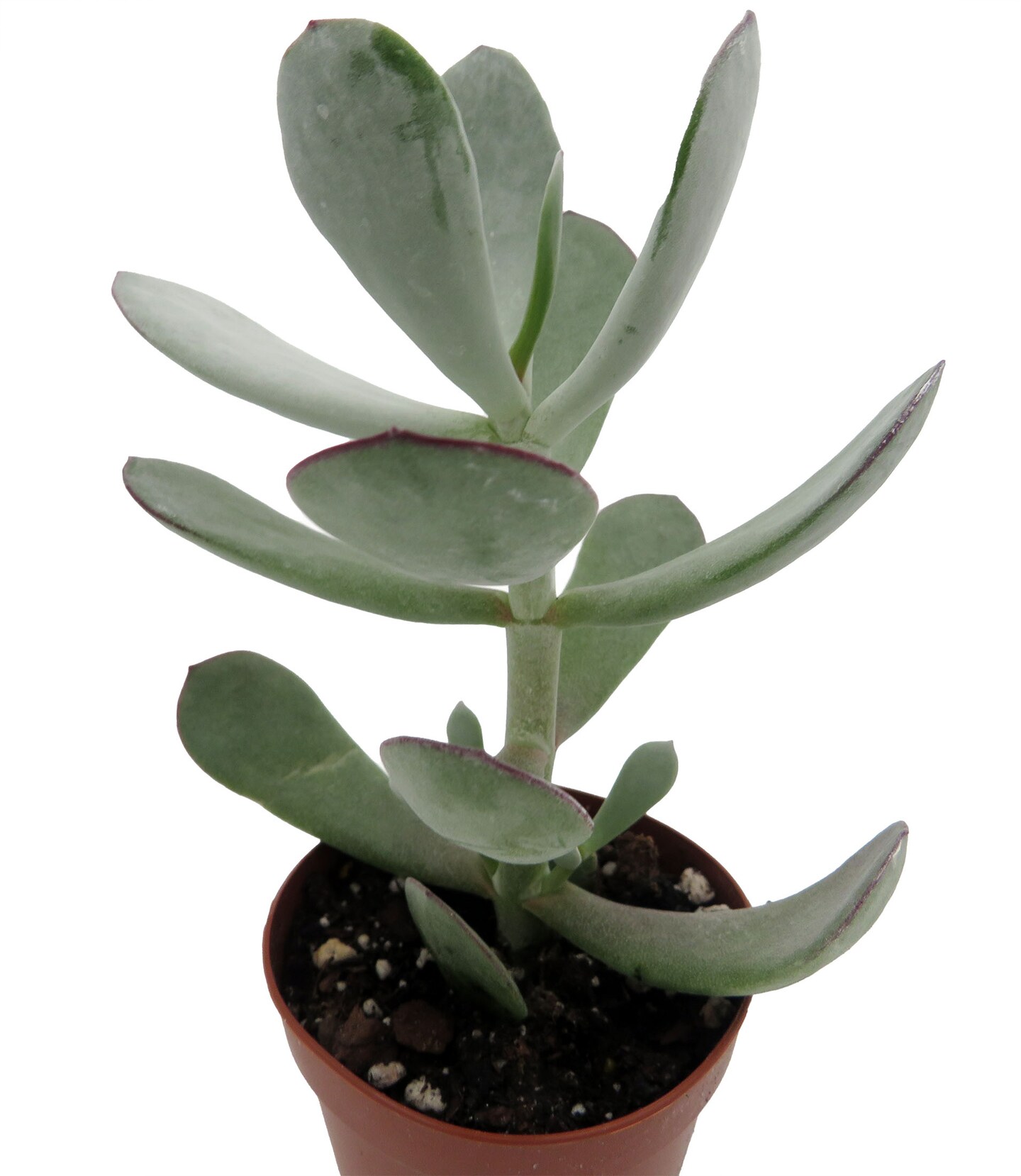 Pig&#x27;s Ear Succulent Plant -Cotyledon Orbiculata - 2&#x22; Pot