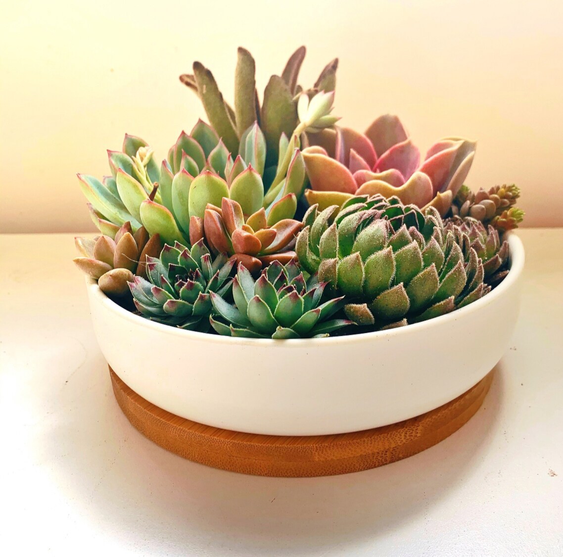 Colorful Live Succulent Arrangement | 6 inch ceramic planter with bamboo  tray | Succulent gift | MakerPlace by Michaels