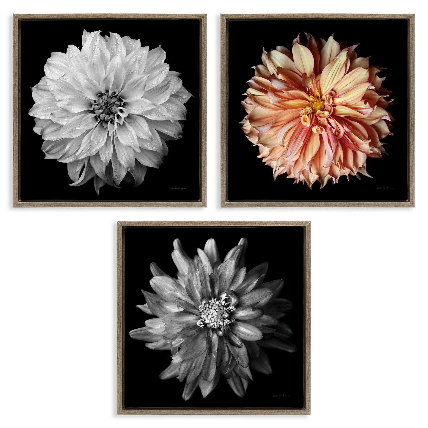 Stupell Industries Detailed Dahlia Photography 3 pc Framed Floater Canvas Wall Art Set Design by Debra Van Swearingen