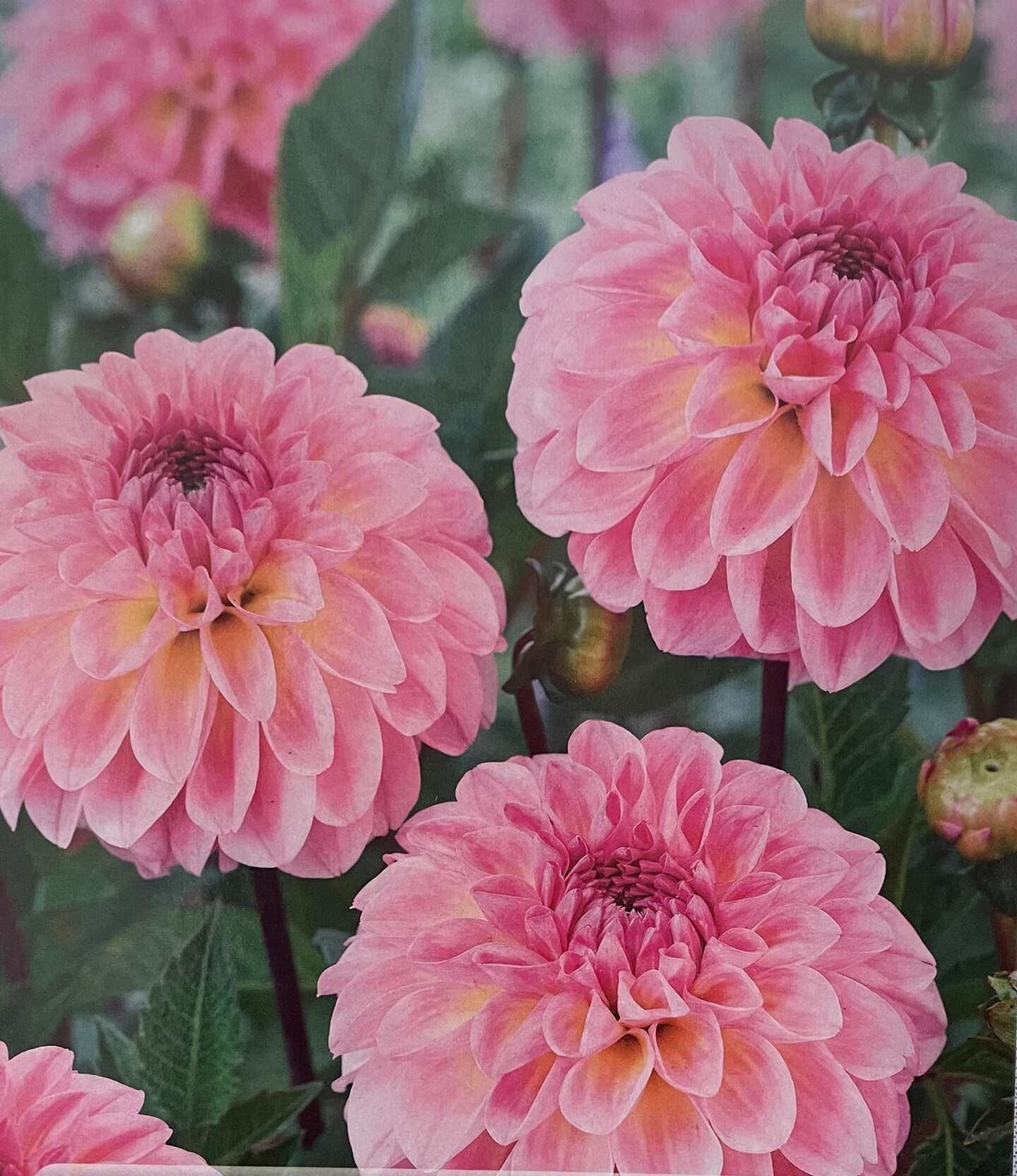 Ilse Giant Ball Dahlia - 1 Root Clump - Pretty Pink! - #1 Size