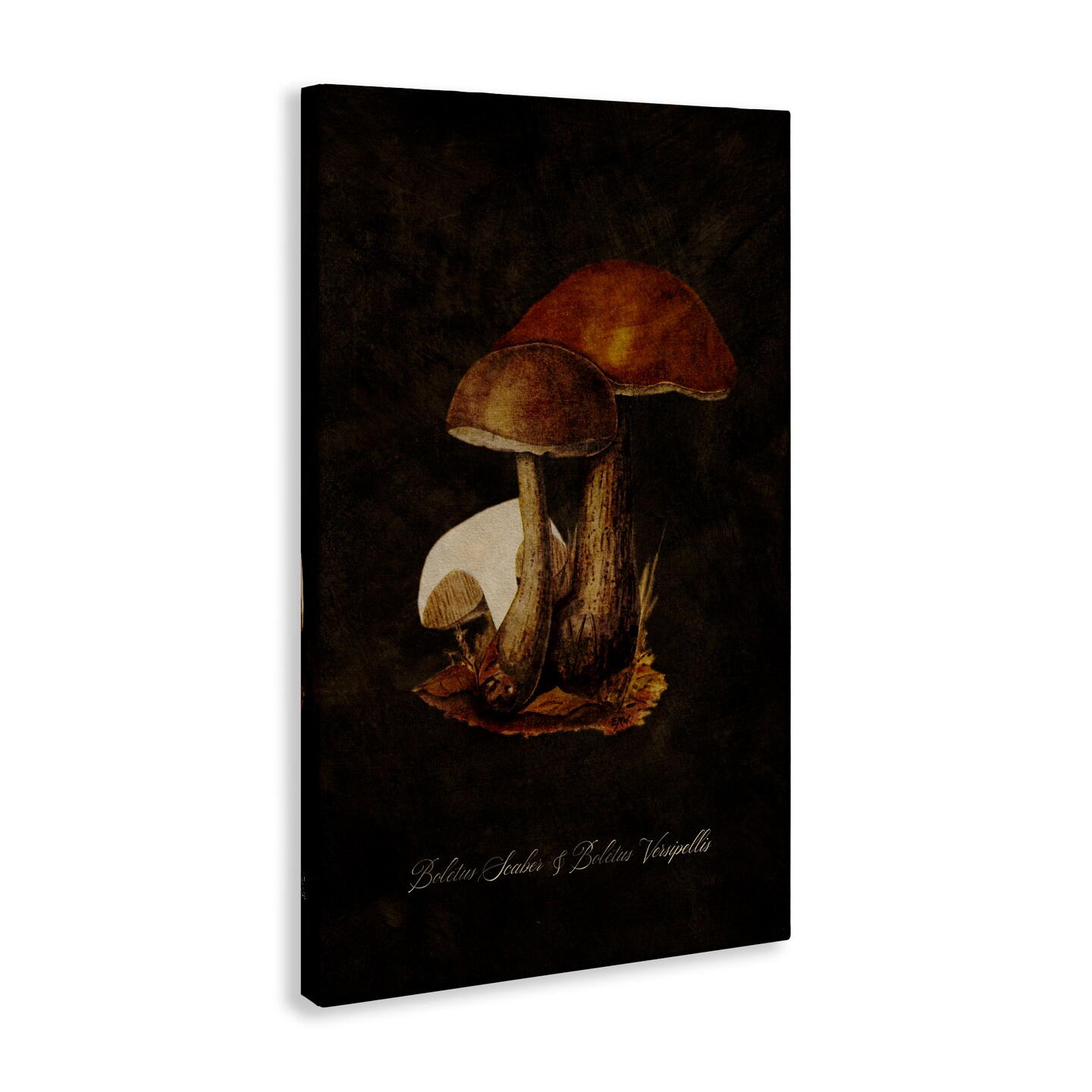 Stupell Industries Mushroom Types Study Canvas Wall Art Design by Tina Higgins Designs, Inc.