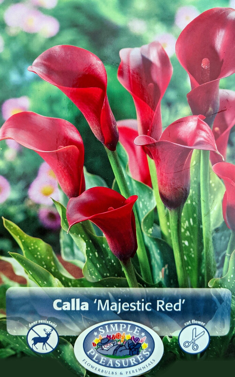 Majestic Red Calla Lily Bulb 14/16 cm - Long Lasting Blooms