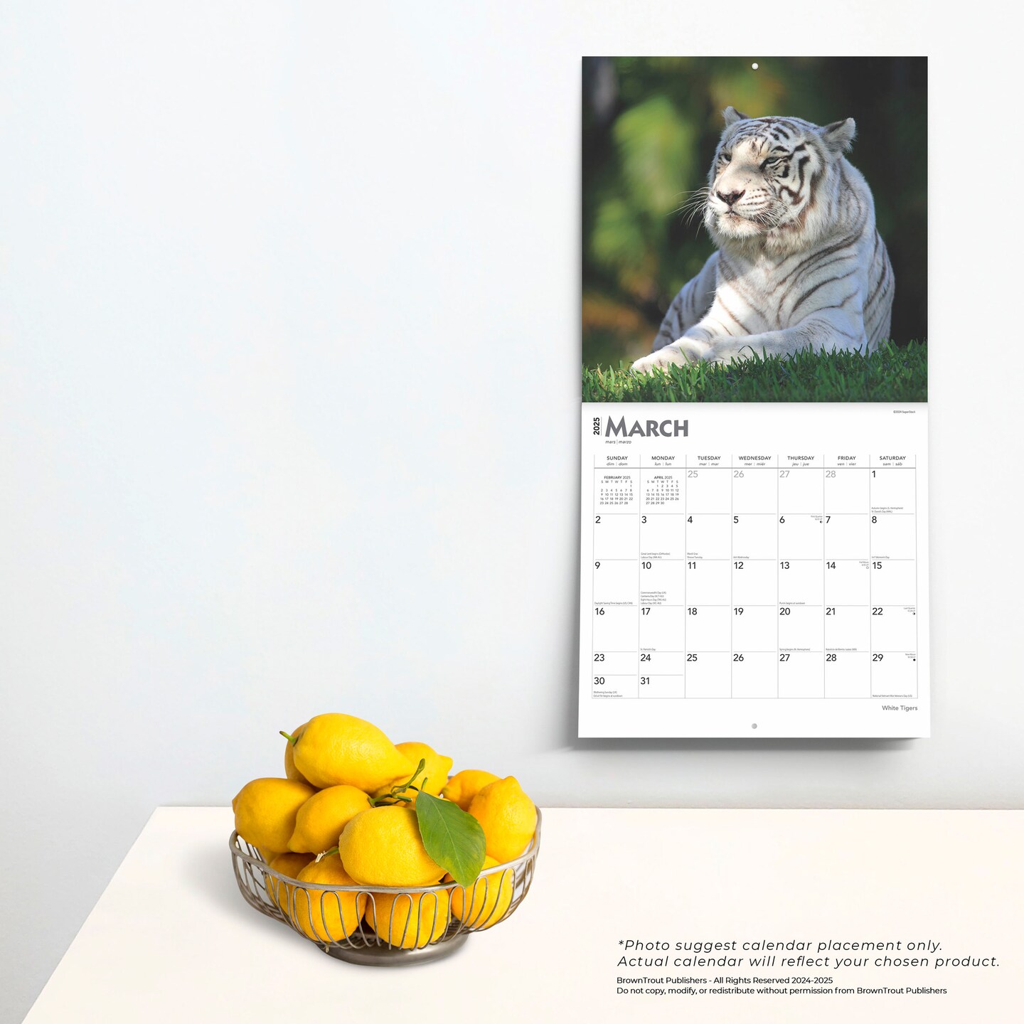 White Tigers | 2025 12 x 24 Inch Monthly Square Wall Calendar | Plastic-Free | BrownTrout | Wildlife Zoo Animals