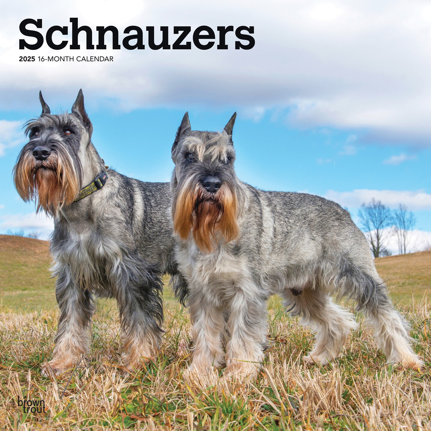 Schnauzers | 2025 12 x 24 Inch Monthly Square Wall Calendar | Plastic-Free | BrownTrout | Animals Dog Breeds