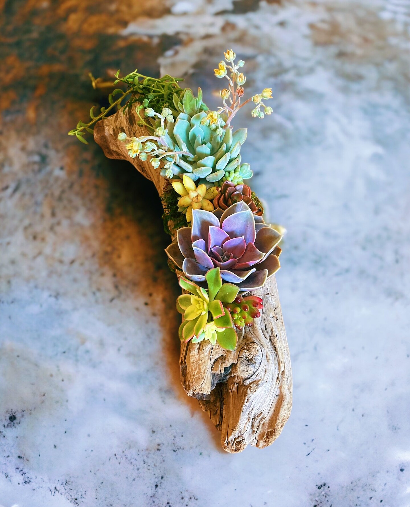 flapjack succulents Kalanchoe Thyrsiflora Flapjack