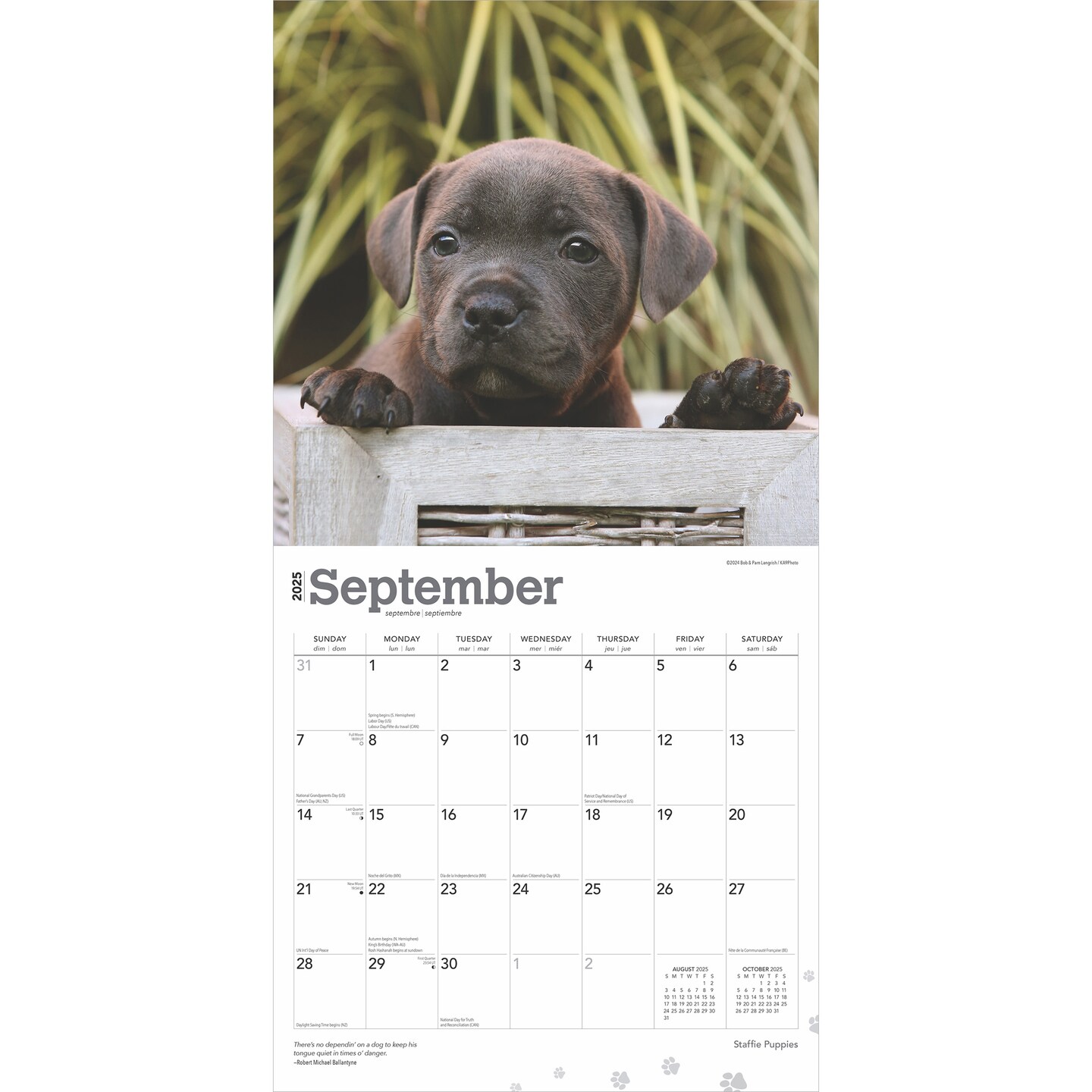 Staffordshire Bull Terriers Puppies | 2025 12 x 24 Inch Monthly Square Wall Calendar | Plastic-Free | BrownTrout | Staffies Dog Breeds
