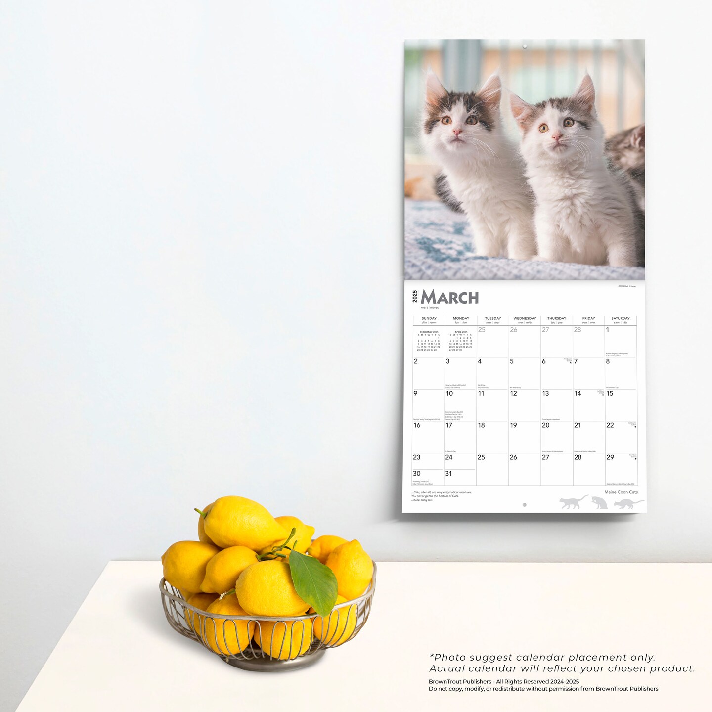 Maine Coon Cats | 2025 12 x 24 Inch Monthly Square Wall Calendar | Plastic-Free | BrownTrout | Animals Feline Kittens