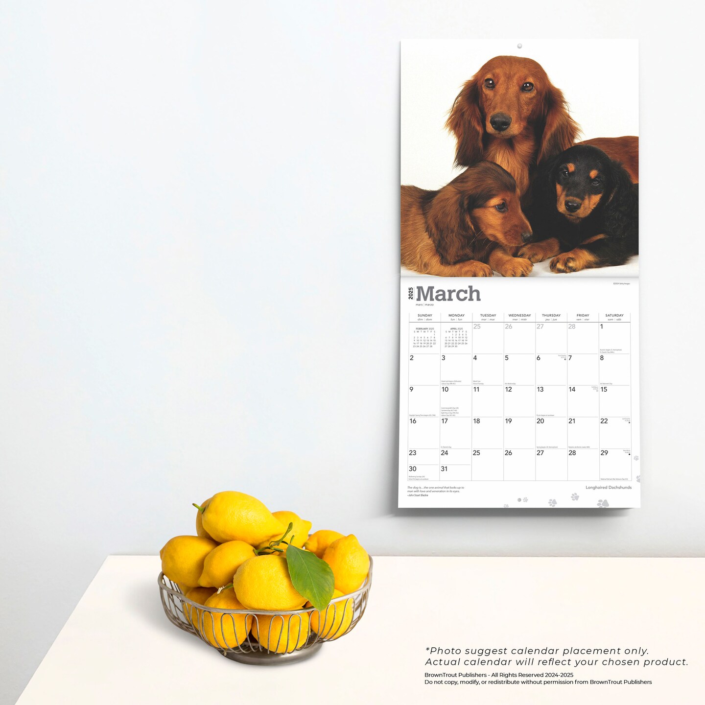 Longhaired Dachshunds | 2025 12 x 24 Inch Monthly Square Wall Calendar | Plastic-Free | BrownTrout | Animals Small Dog Breeds
