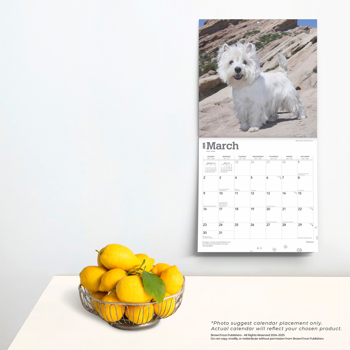 West Highland White Terriers | 2025 12 x 24 Inch Monthly Square Wall Calendar | Plastic-Free | BrownTrout | Animals Dog Breeds Puppies