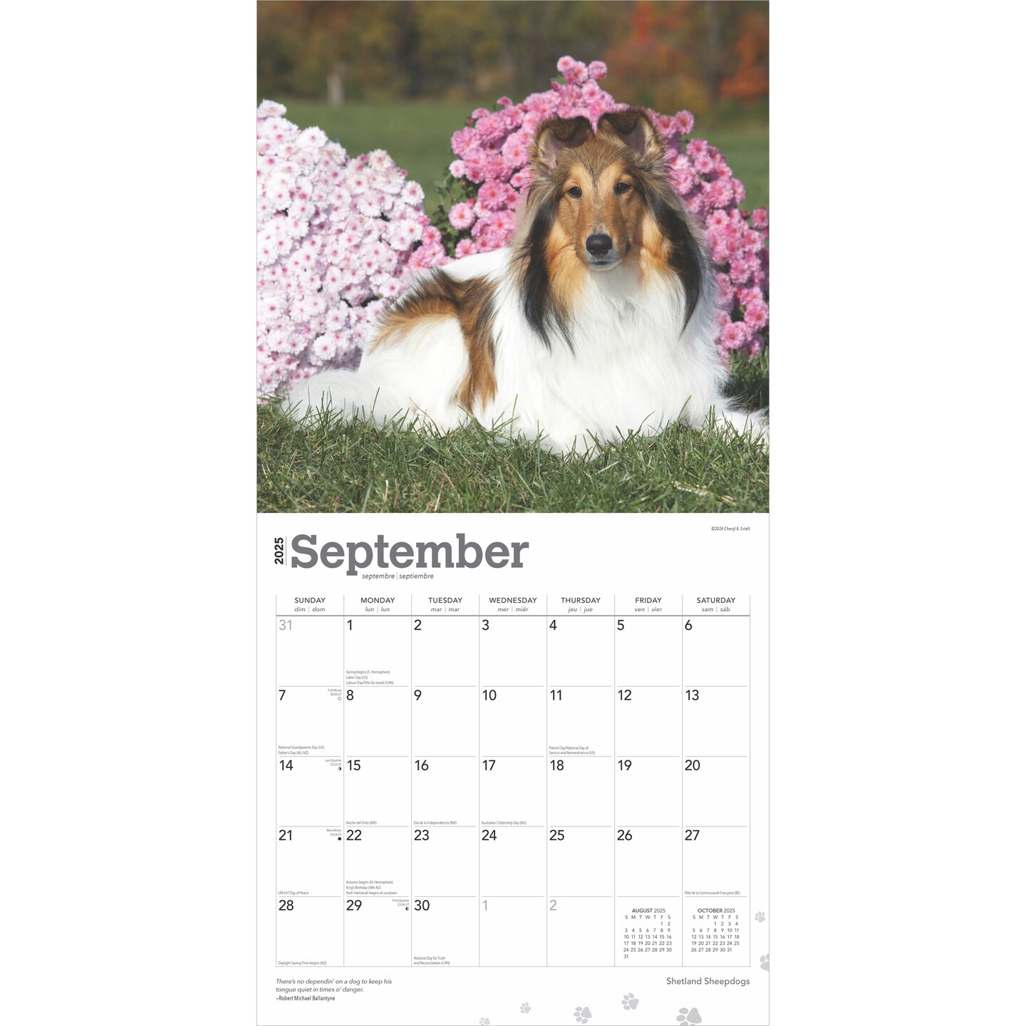 Shetland Sheepdogs | 2025 12 x 24 Inch Monthly Square Wall Calendar | Plastic-Free | BrownTrout | Animals Dog Breeds