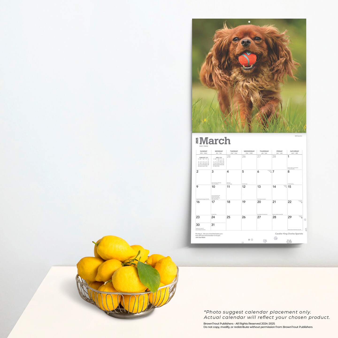 Cavalier King Charles Spaniels | 2025 12 x 24 Inch Monthly Square Wall Calendar | Plastic-Free | BrownTrout | Animals Dog Breeds Puppies