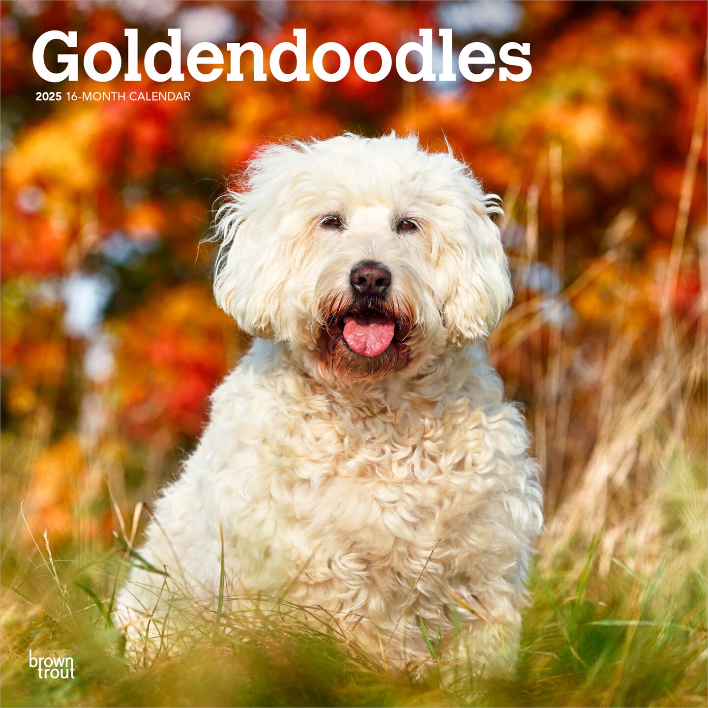 Goldendoodles | 2025 12 x 24 Inch Monthly Square Wall Calendar | Plastic-Free | BrownTrout | Animals Mixed Dog Breeds