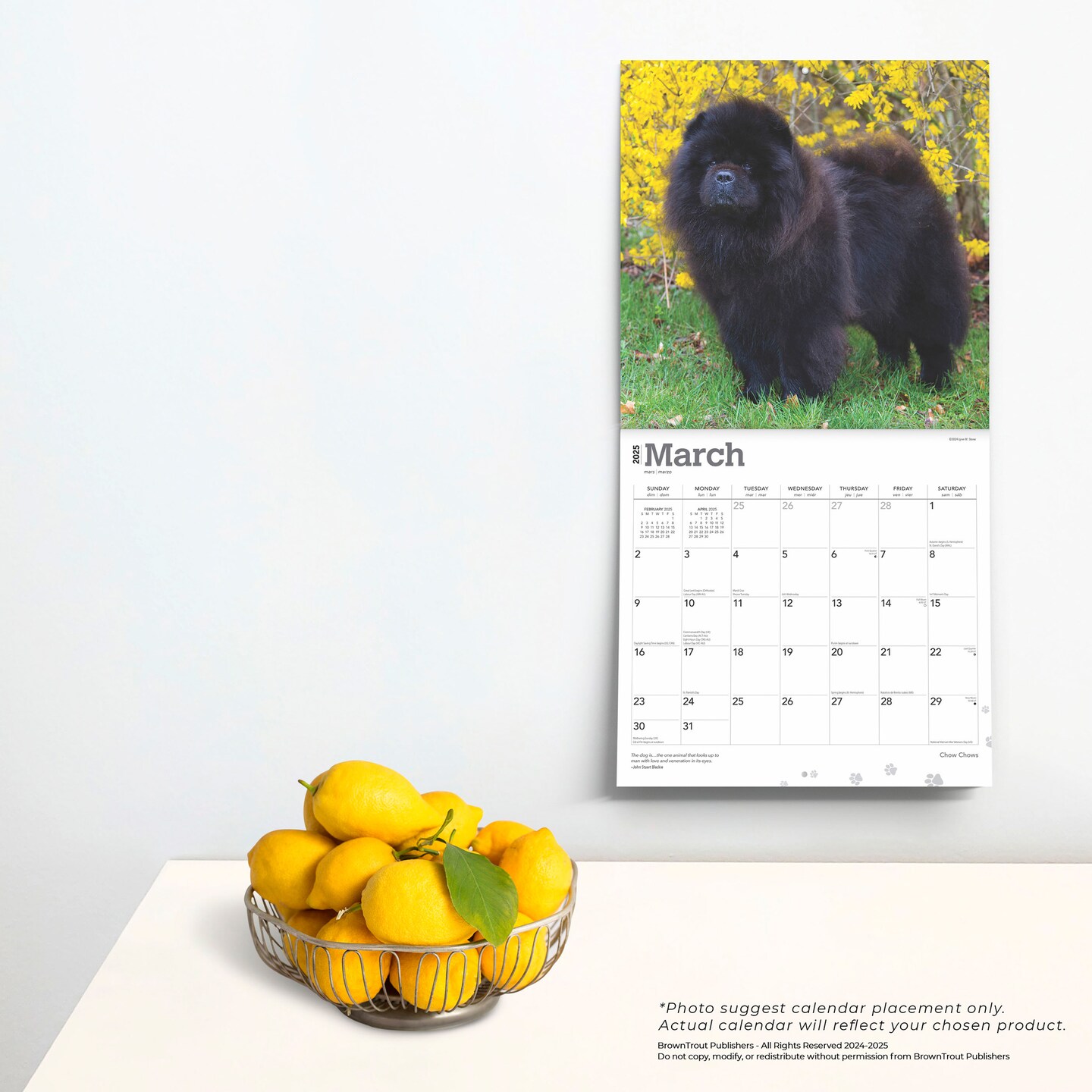 Chow Chows | 2025 12 x 24 Inch Monthly Square Wall Calendar | Plastic-Free | BrownTrout | Animals Dog Breeds