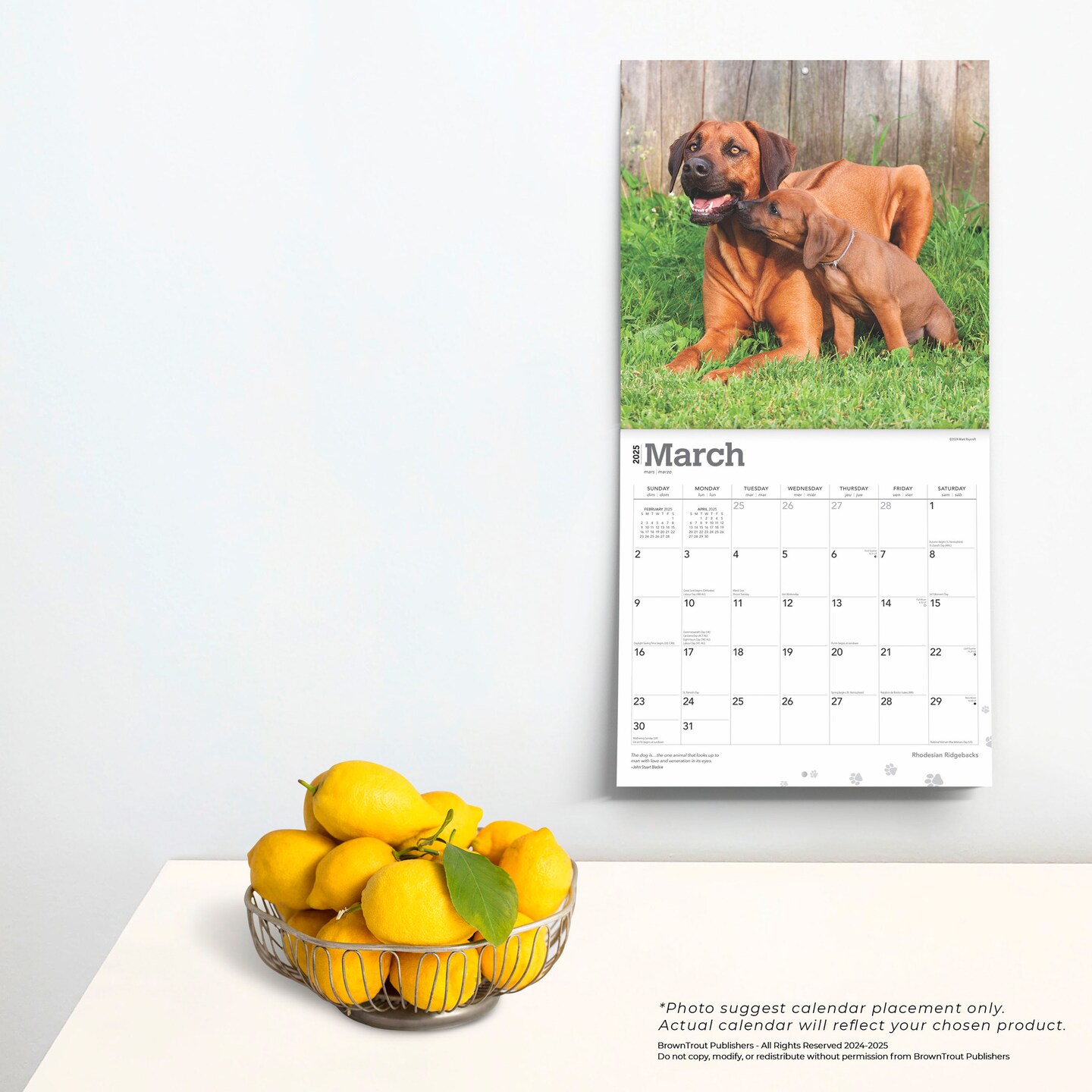 Rhodesian Ridgebacks | 2025 12 x 24 Inch Monthly Square Wall Calendar | Plastic-Free | BrownTrout | Animals Dog Breeds