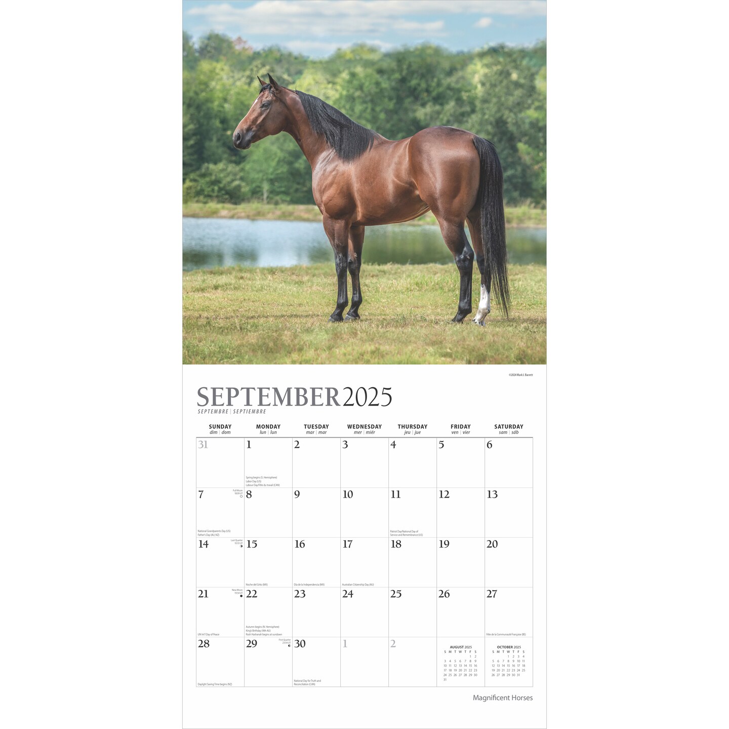 Magnificent Horses | 2025 12 x 24 Inch Monthly Square Wall Calendar | Foil Stamped Cover | Plato | Animals Horses Equestrian